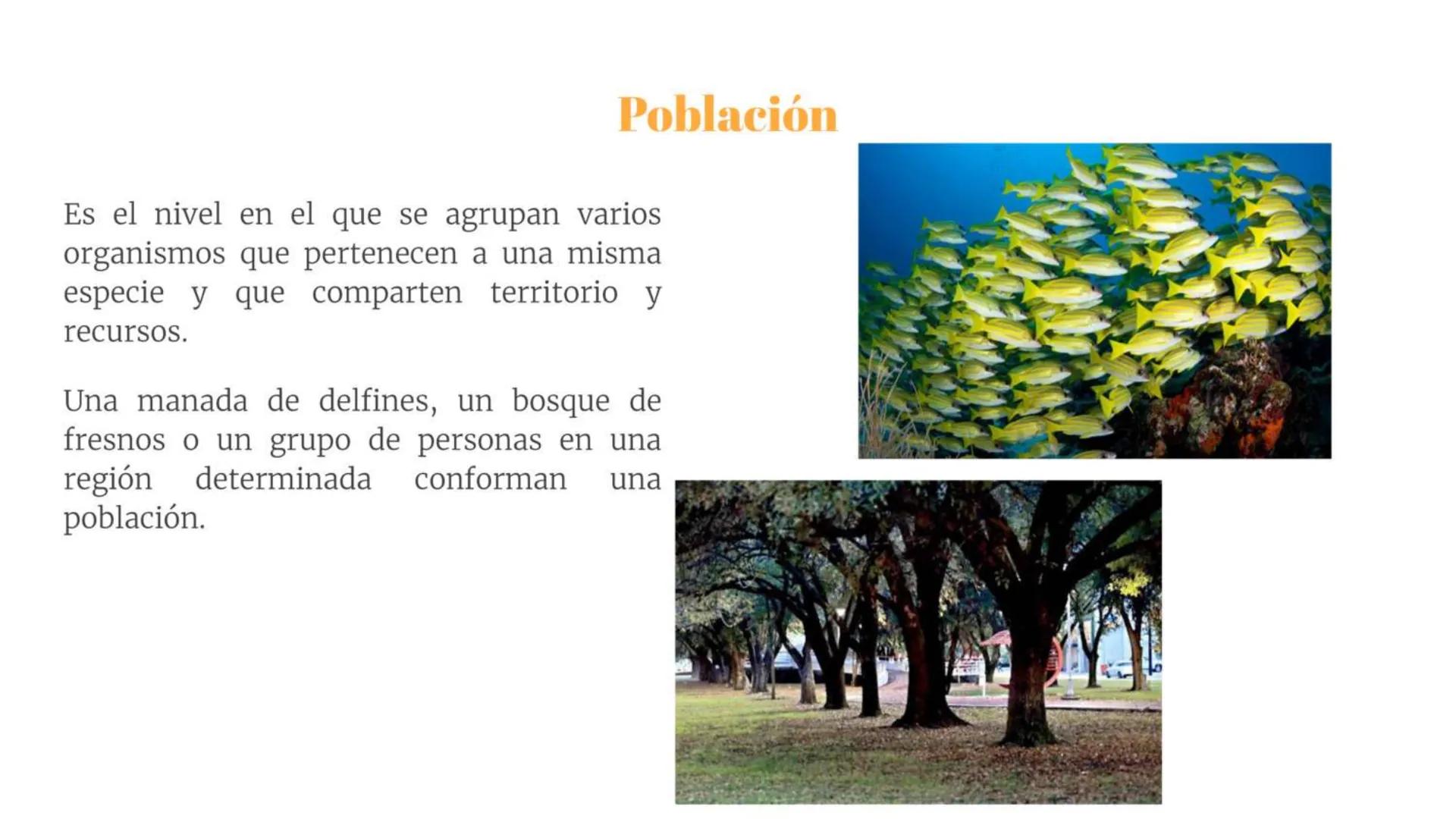 # Átomo

Los niveles organización biológica o jerarquía de la vida, es la jerarquía de estructuras y sistemas biológicos
complejos que defin