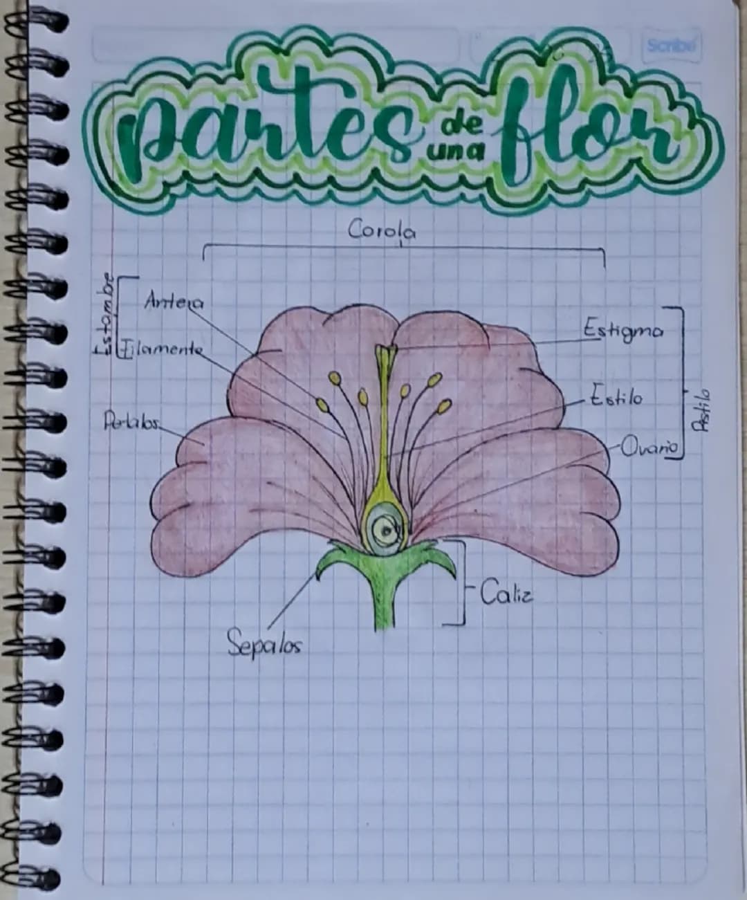 Estambbre
Scribe
Partes de una flor
Antera
Eilamente
Petalos
Corola
Estigma
Estilo
Ovario
Caliz
Sepalos
Pistilo