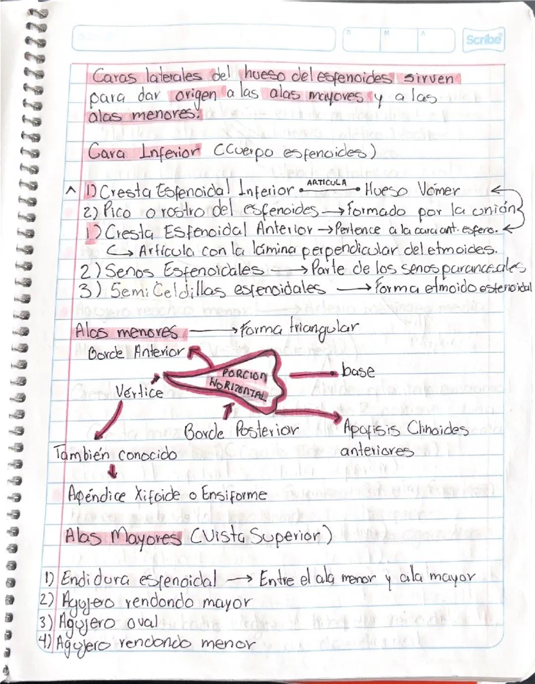 # HUESO ESFENOIDES

Hueso impar localizado en la parte media
y anterior de la base del cráneo

Estudio ← 4 partes

Cuerpo del
esferoides

Al