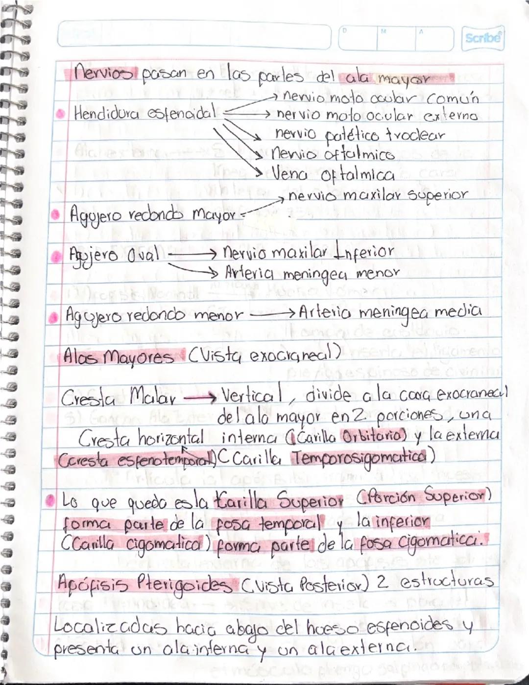 # HUESO ESFENOIDES

Hueso impar localizado en la parte media
y anterior de la base del cráneo

Estudio ← 4 partes

Cuerpo del
esferoides

Al