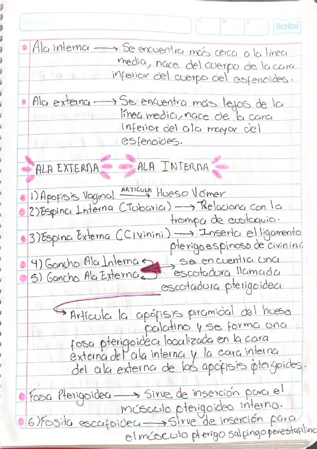 # HUESO ESFENOIDES

Hueso impar localizado en la parte media
y anterior de la base del cráneo

Estudio ← 4 partes

Cuerpo del
esferoides

Al