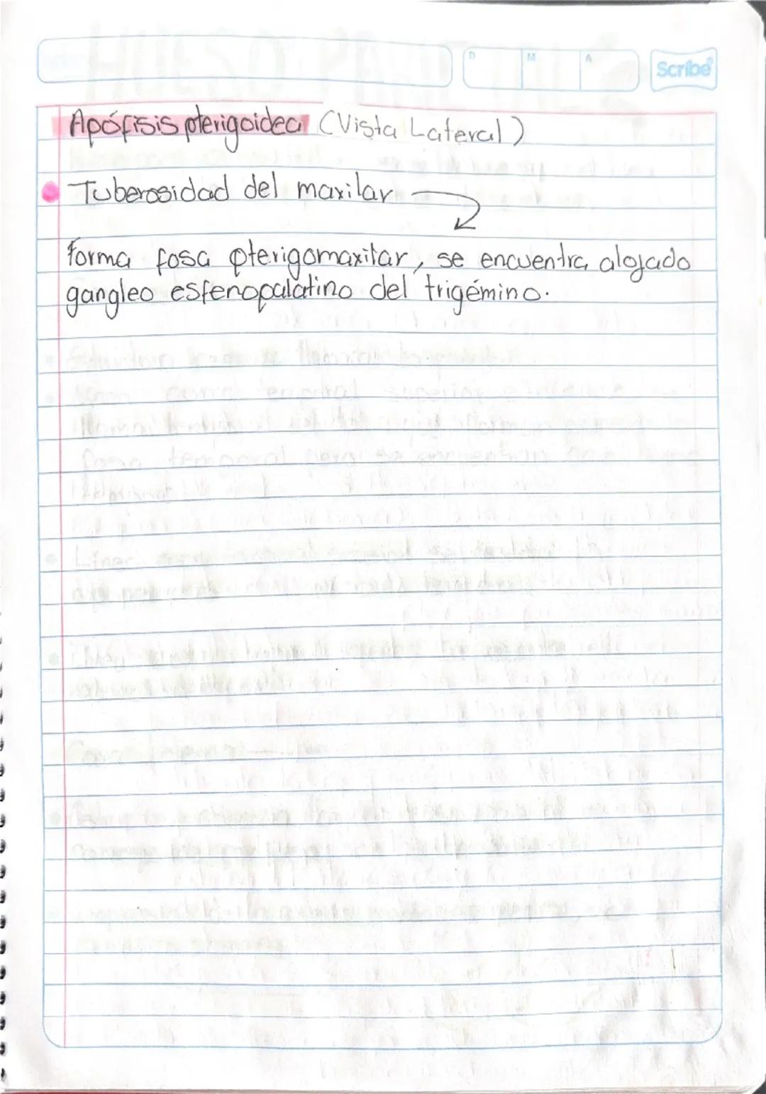 # HUESO ESFENOIDES

Hueso impar localizado en la parte media
y anterior de la base del cráneo

Estudio ← 4 partes

Cuerpo del
esferoides

Al