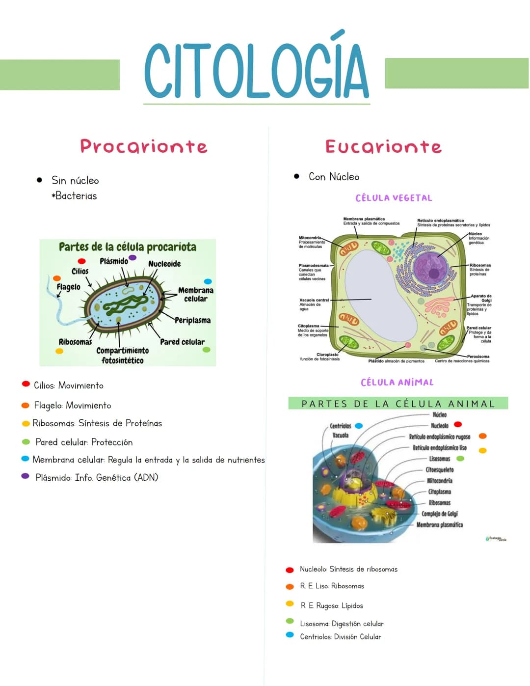 CITOLOGÍA
Procarionte
Sin núcleo
*Bacterias
Partes de la célula procariota
Plásmido
Cilios
Flagelo
Nucleoide
Eucarionte
Con Núcleo
CÉLULA VE