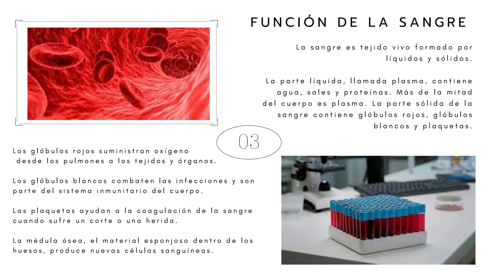 En esta
Introducción
presentación
relacionados
desde
sanguineos
Y
se
abarcarán
el origen de la
enfermedades
que
funcionamiento correcto de l