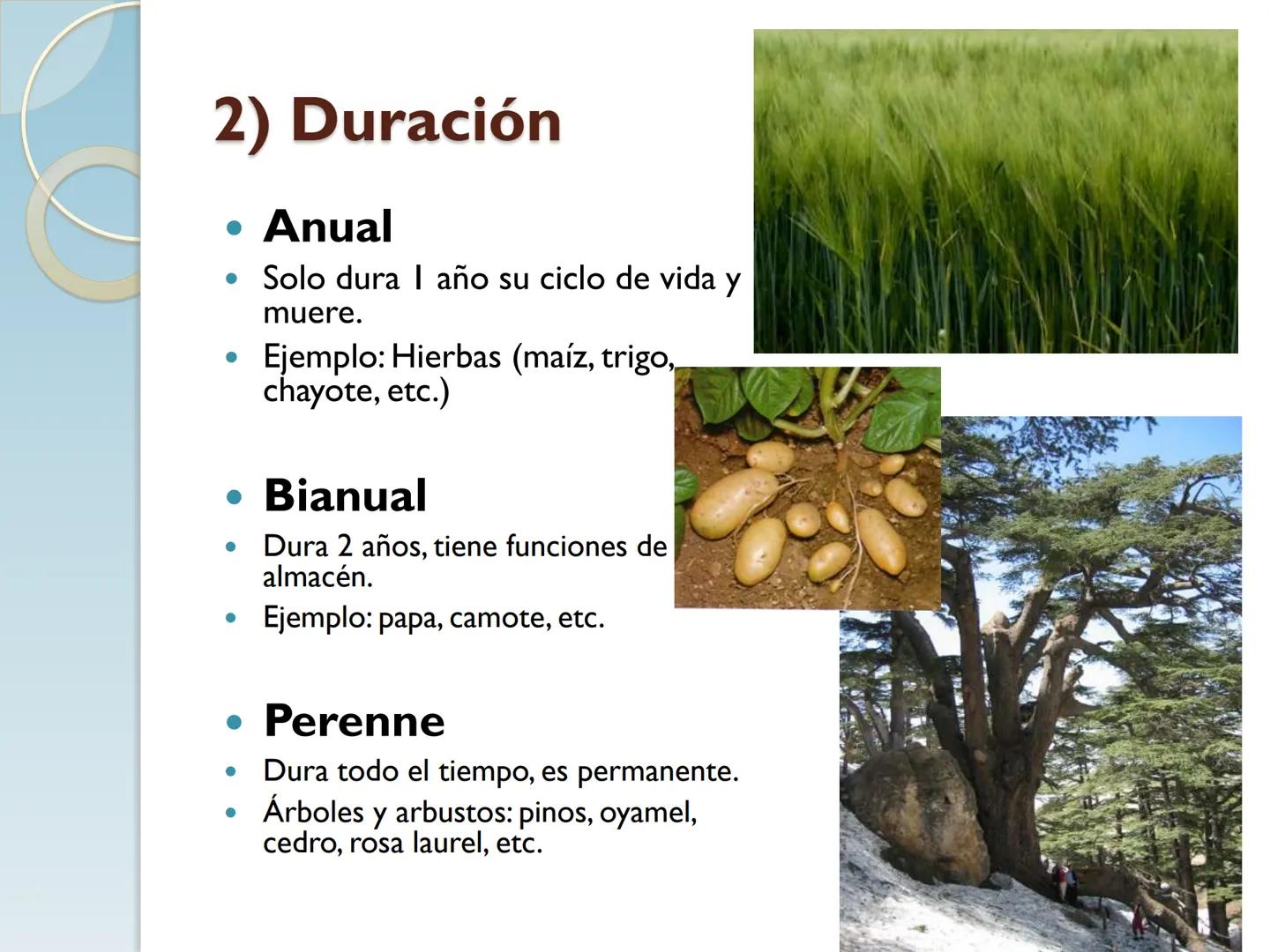 # TALLO # CONTENIDO TEMÁTICO

*   6.3. El Tallo: Conducción y sostén.
*   6.3.1. Concepto, función y estructura.
*   6.3.2. Diversidad: orig