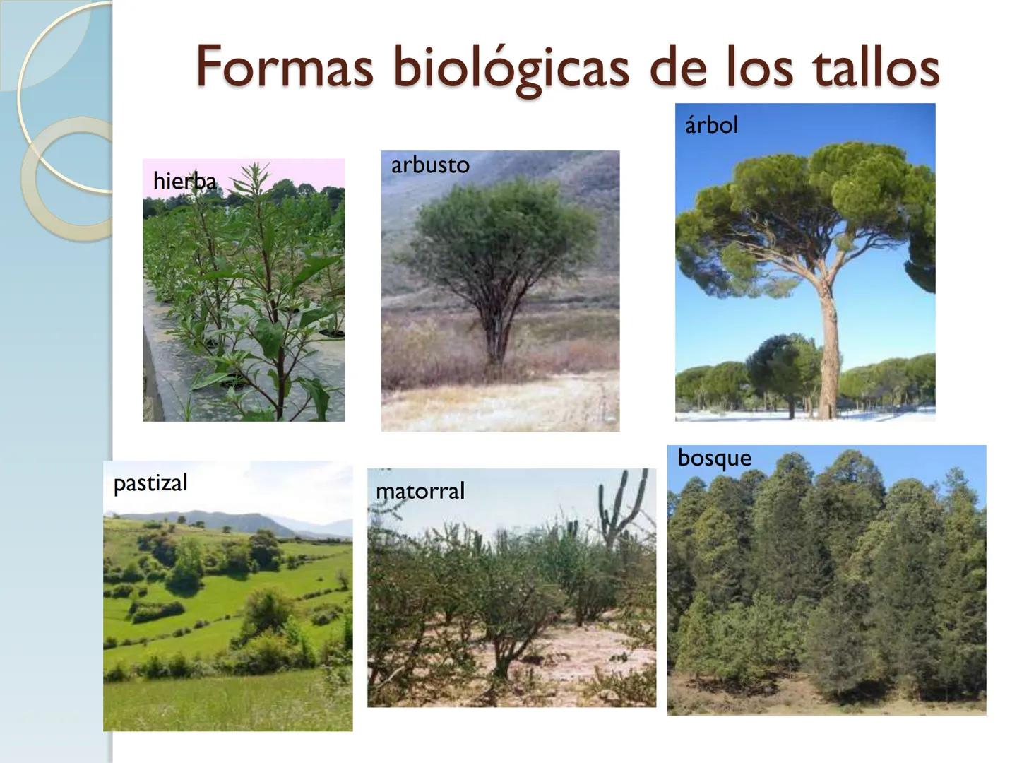 # TALLO # CONTENIDO TEMÁTICO

*   6.3. El Tallo: Conducción y sostén.
*   6.3.1. Concepto, función y estructura.
*   6.3.2. Diversidad: orig