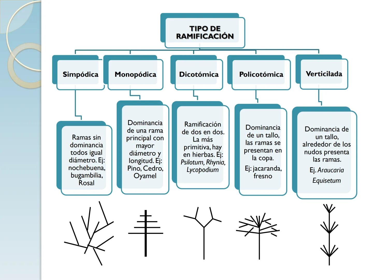 # TALLO # CONTENIDO TEMÁTICO

*   6.3. El Tallo: Conducción y sostén.
*   6.3.1. Concepto, función y estructura.
*   6.3.2. Diversidad: orig