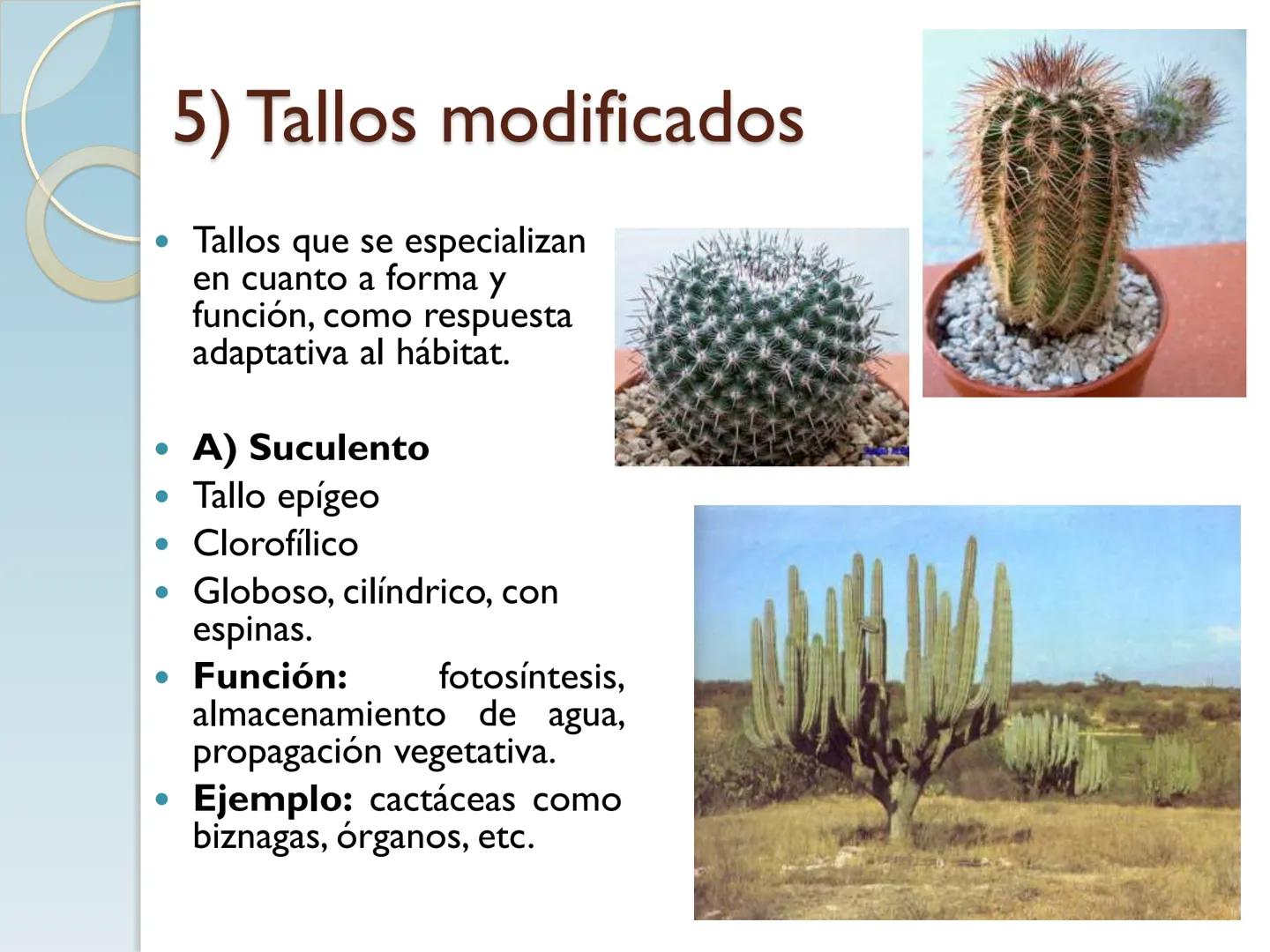 # TALLO # CONTENIDO TEMÁTICO

*   6.3. El Tallo: Conducción y sostén.
*   6.3.1. Concepto, función y estructura.
*   6.3.2. Diversidad: orig
