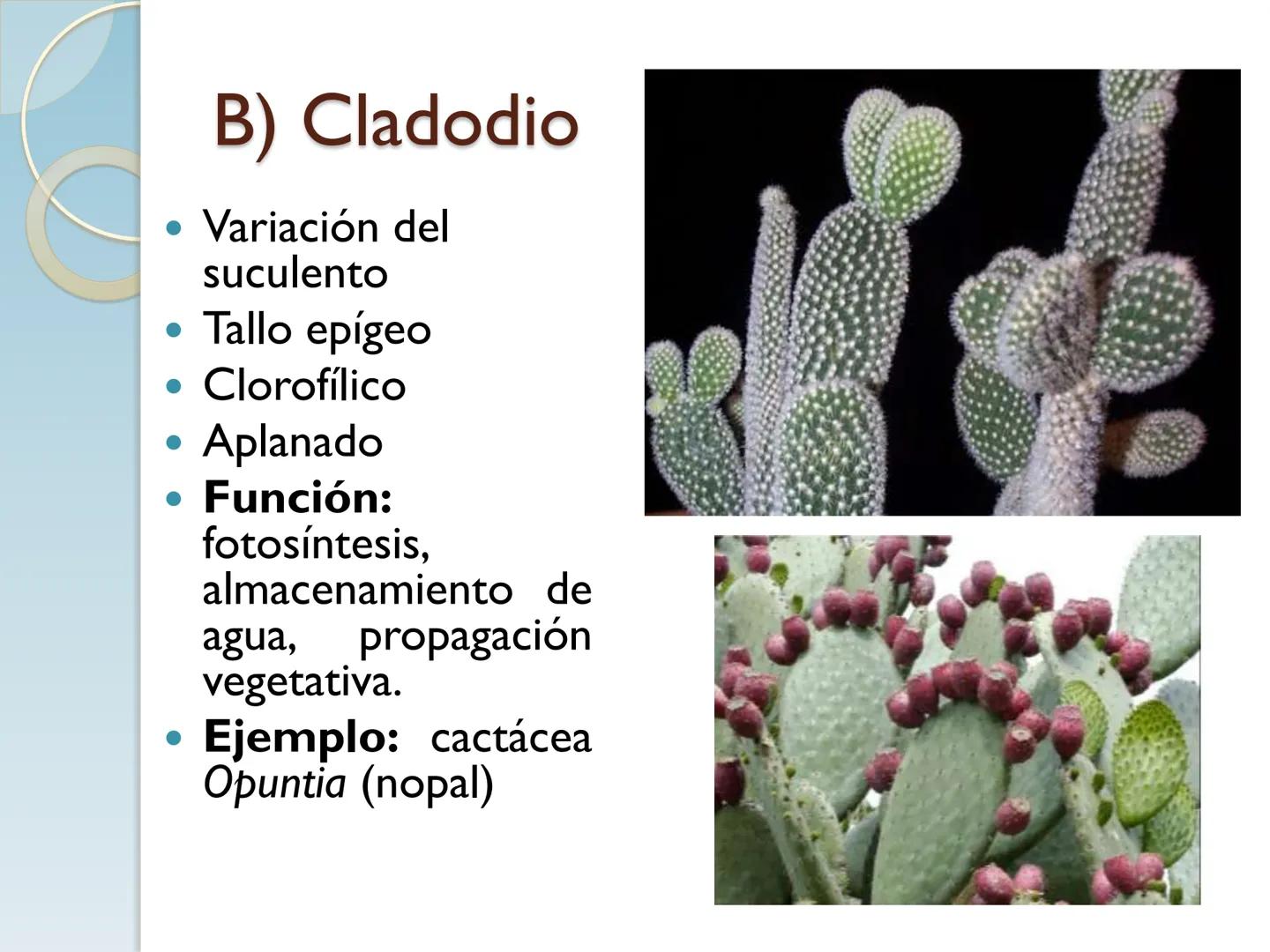# TALLO # CONTENIDO TEMÁTICO

*   6.3. El Tallo: Conducción y sostén.
*   6.3.1. Concepto, función y estructura.
*   6.3.2. Diversidad: orig