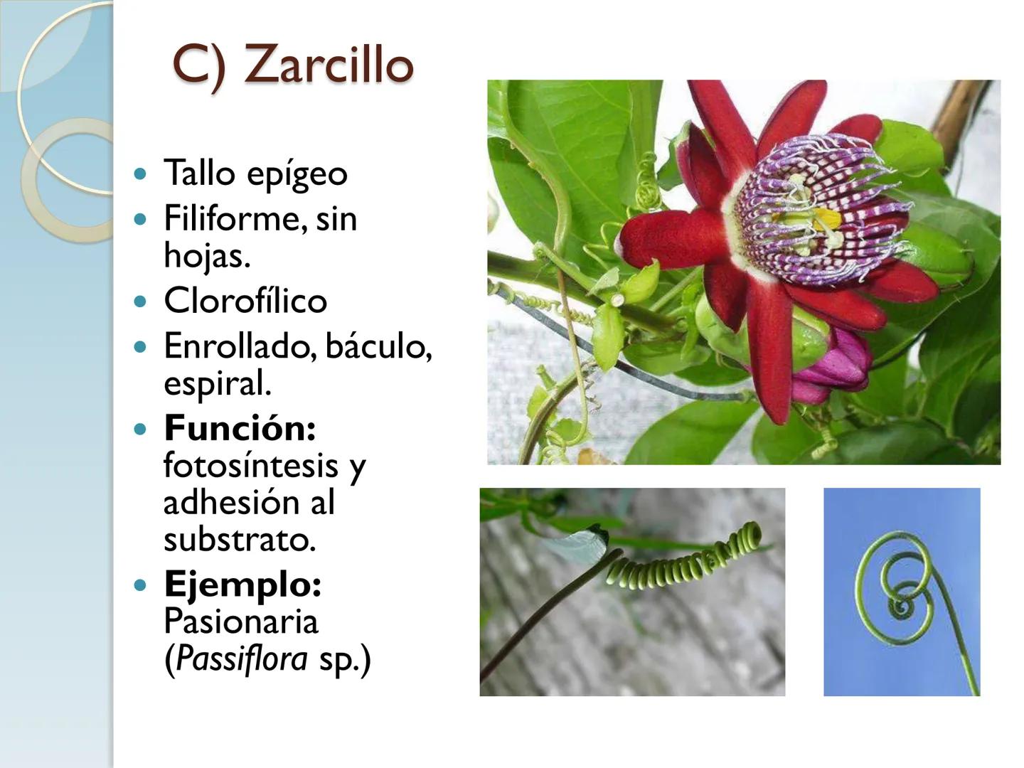 # TALLO # CONTENIDO TEMÁTICO

*   6.3. El Tallo: Conducción y sostén.
*   6.3.1. Concepto, función y estructura.
*   6.3.2. Diversidad: orig