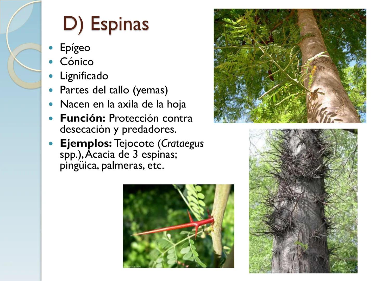 # TALLO # CONTENIDO TEMÁTICO

*   6.3. El Tallo: Conducción y sostén.
*   6.3.1. Concepto, función y estructura.
*   6.3.2. Diversidad: orig