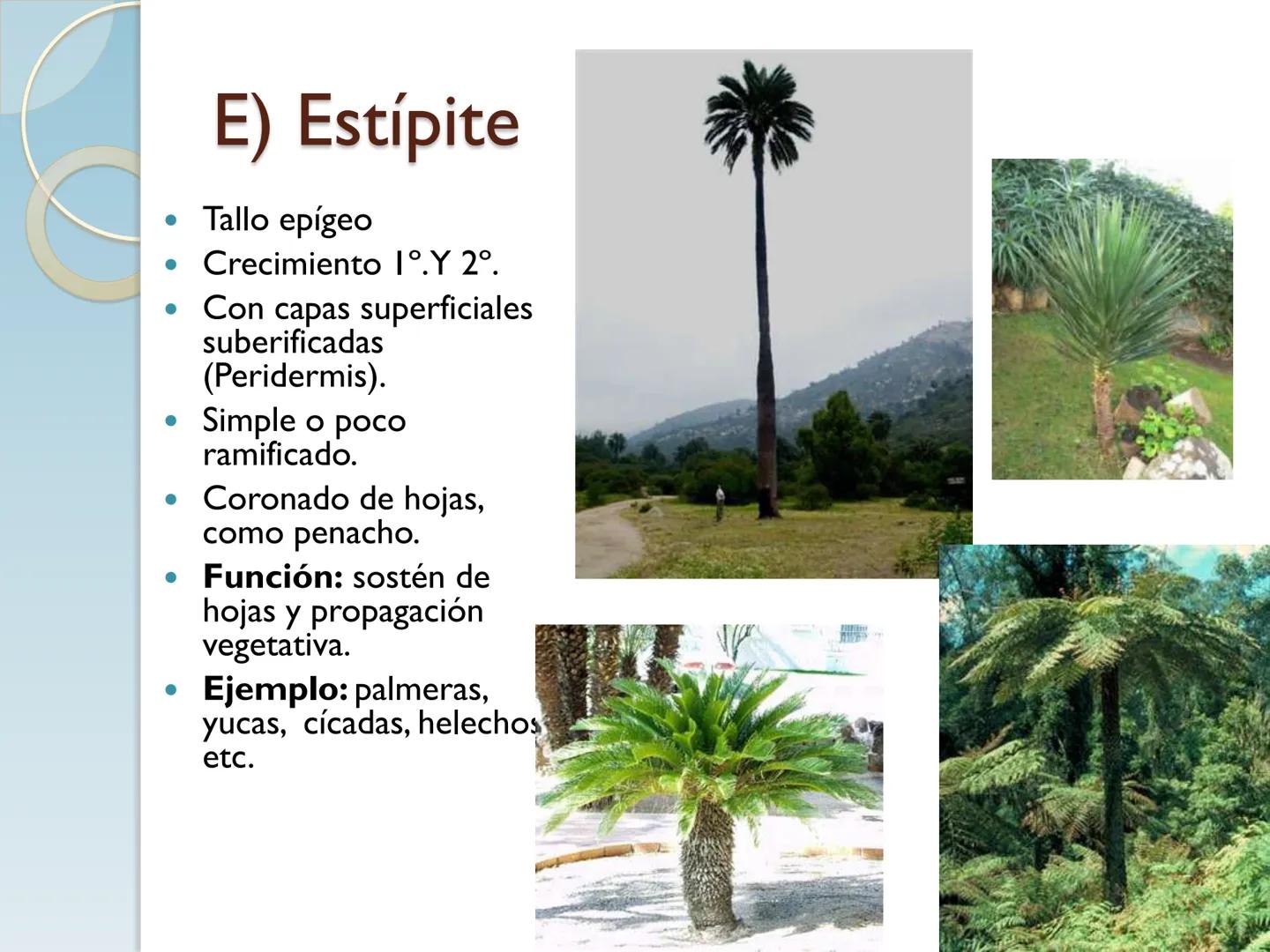# TALLO # CONTENIDO TEMÁTICO

*   6.3. El Tallo: Conducción y sostén.
*   6.3.1. Concepto, función y estructura.
*   6.3.2. Diversidad: orig