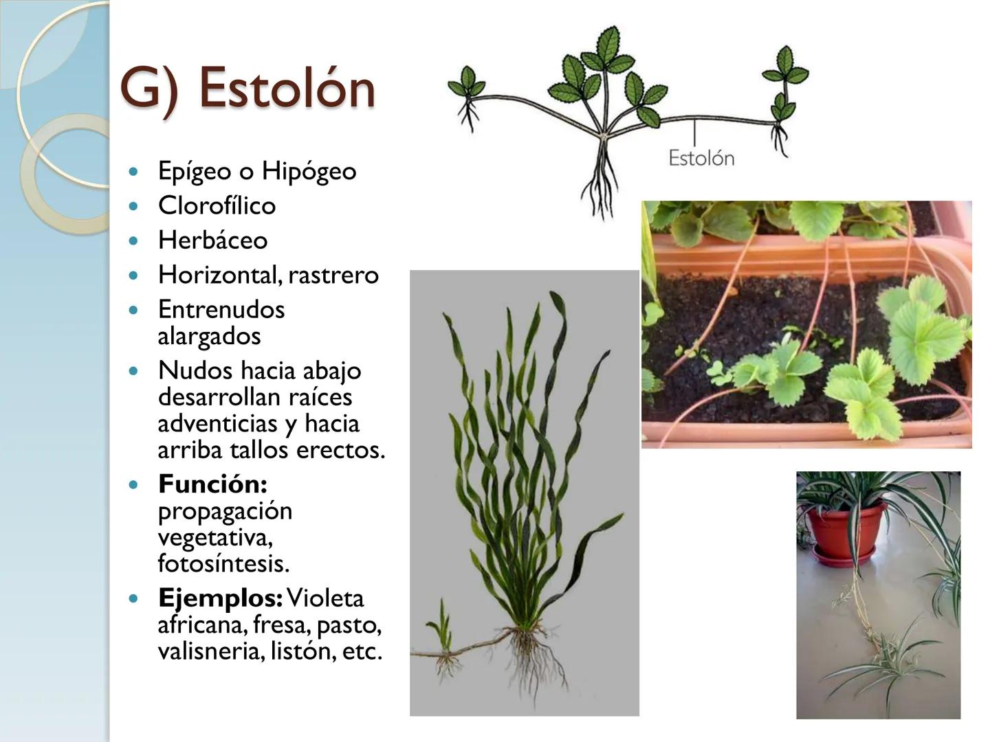 # TALLO # CONTENIDO TEMÁTICO

*   6.3. El Tallo: Conducción y sostén.
*   6.3.1. Concepto, función y estructura.
*   6.3.2. Diversidad: orig