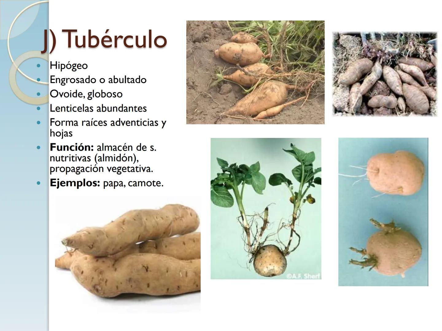 # TALLO # CONTENIDO TEMÁTICO

*   6.3. El Tallo: Conducción y sostén.
*   6.3.1. Concepto, función y estructura.
*   6.3.2. Diversidad: orig