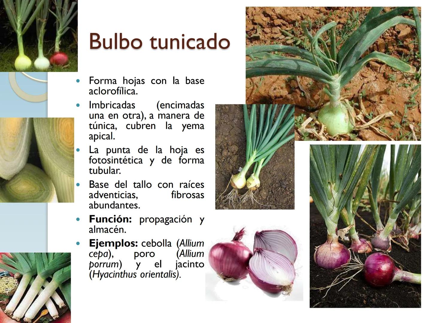 # TALLO # CONTENIDO TEMÁTICO

*   6.3. El Tallo: Conducción y sostén.
*   6.3.1. Concepto, función y estructura.
*   6.3.2. Diversidad: orig