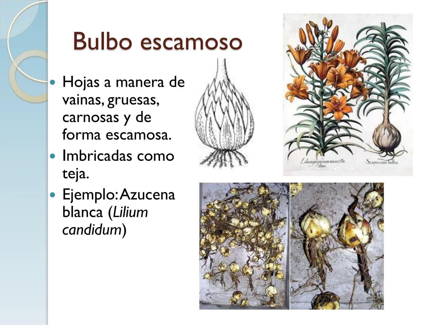 # TALLO # CONTENIDO TEMÁTICO

*   6.3. El Tallo: Conducción y sostén.
*   6.3.1. Concepto, función y estructura.
*   6.3.2. Diversidad: orig