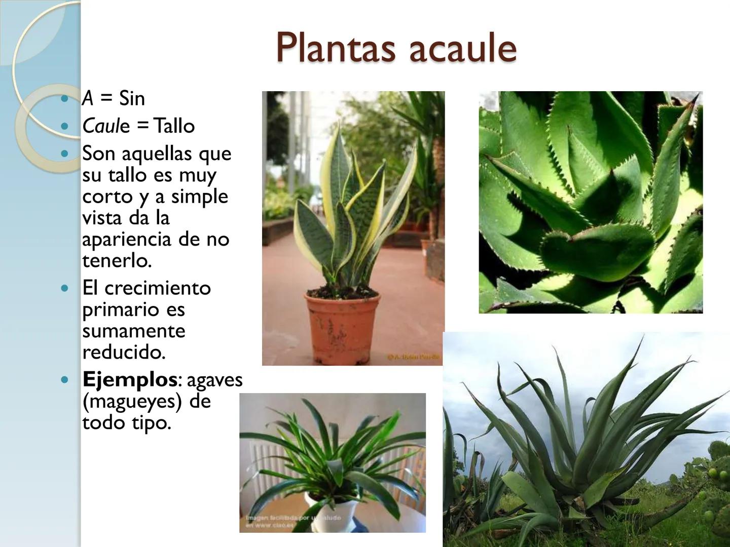 # TALLO # CONTENIDO TEMÁTICO

*   6.3. El Tallo: Conducción y sostén.
*   6.3.1. Concepto, función y estructura.
*   6.3.2. Diversidad: orig