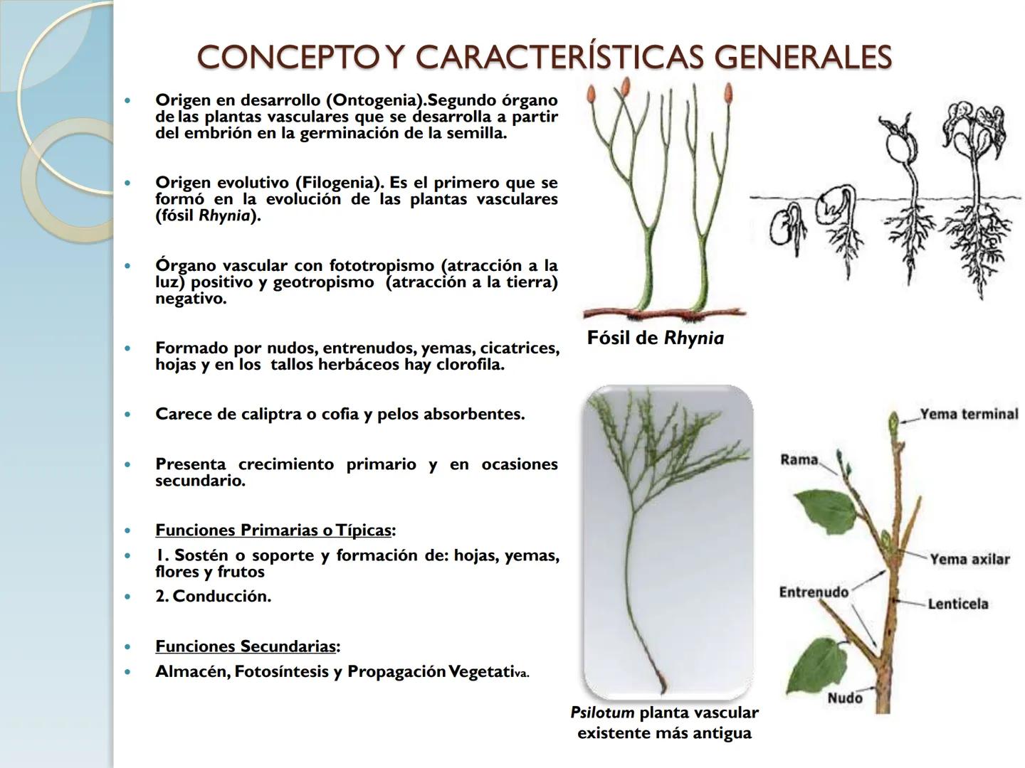 # TALLO # CONTENIDO TEMÁTICO

*   6.3. El Tallo: Conducción y sostén.
*   6.3.1. Concepto, función y estructura.
*   6.3.2. Diversidad: orig