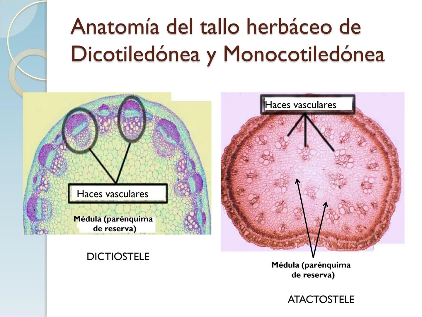 # TALLO # CONTENIDO TEMÁTICO

*   6.3. El Tallo: Conducción y sostén.
*   6.3.1. Concepto, función y estructura.
*   6.3.2. Diversidad: orig