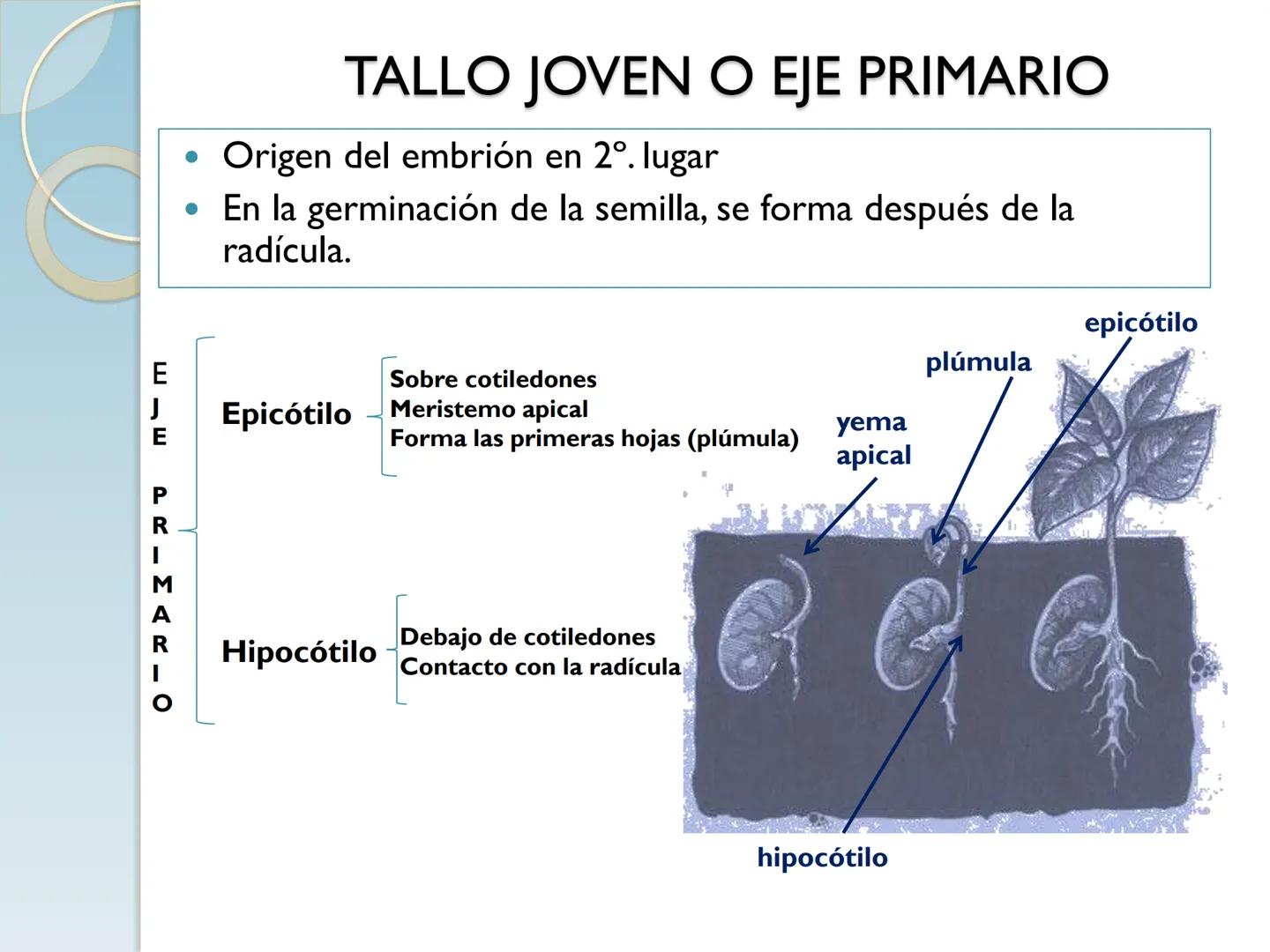 # TALLO # CONTENIDO TEMÁTICO

*   6.3. El Tallo: Conducción y sostén.
*   6.3.1. Concepto, función y estructura.
*   6.3.2. Diversidad: orig