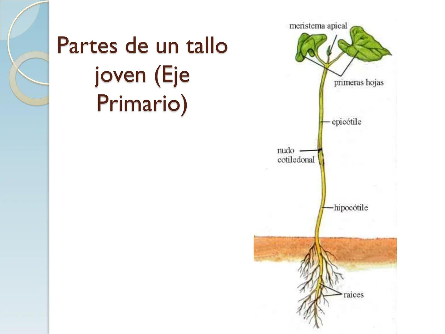 # TALLO # CONTENIDO TEMÁTICO

*   6.3. El Tallo: Conducción y sostén.
*   6.3.1. Concepto, función y estructura.
*   6.3.2. Diversidad: orig