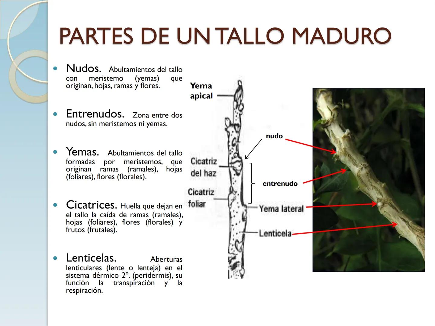 # TALLO # CONTENIDO TEMÁTICO

*   6.3. El Tallo: Conducción y sostén.
*   6.3.1. Concepto, función y estructura.
*   6.3.2. Diversidad: orig