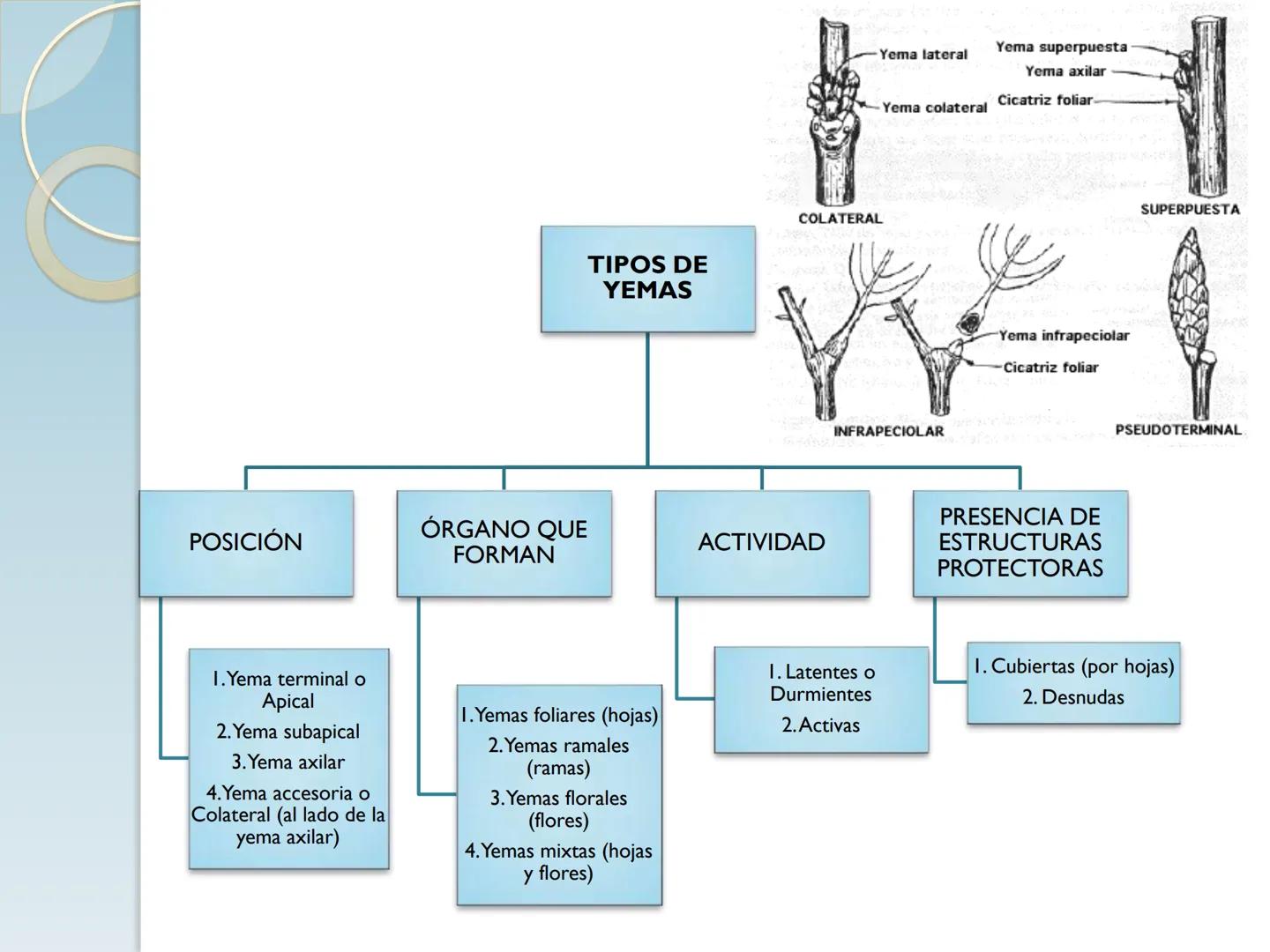 # TALLO # CONTENIDO TEMÁTICO

*   6.3. El Tallo: Conducción y sostén.
*   6.3.1. Concepto, función y estructura.
*   6.3.2. Diversidad: orig