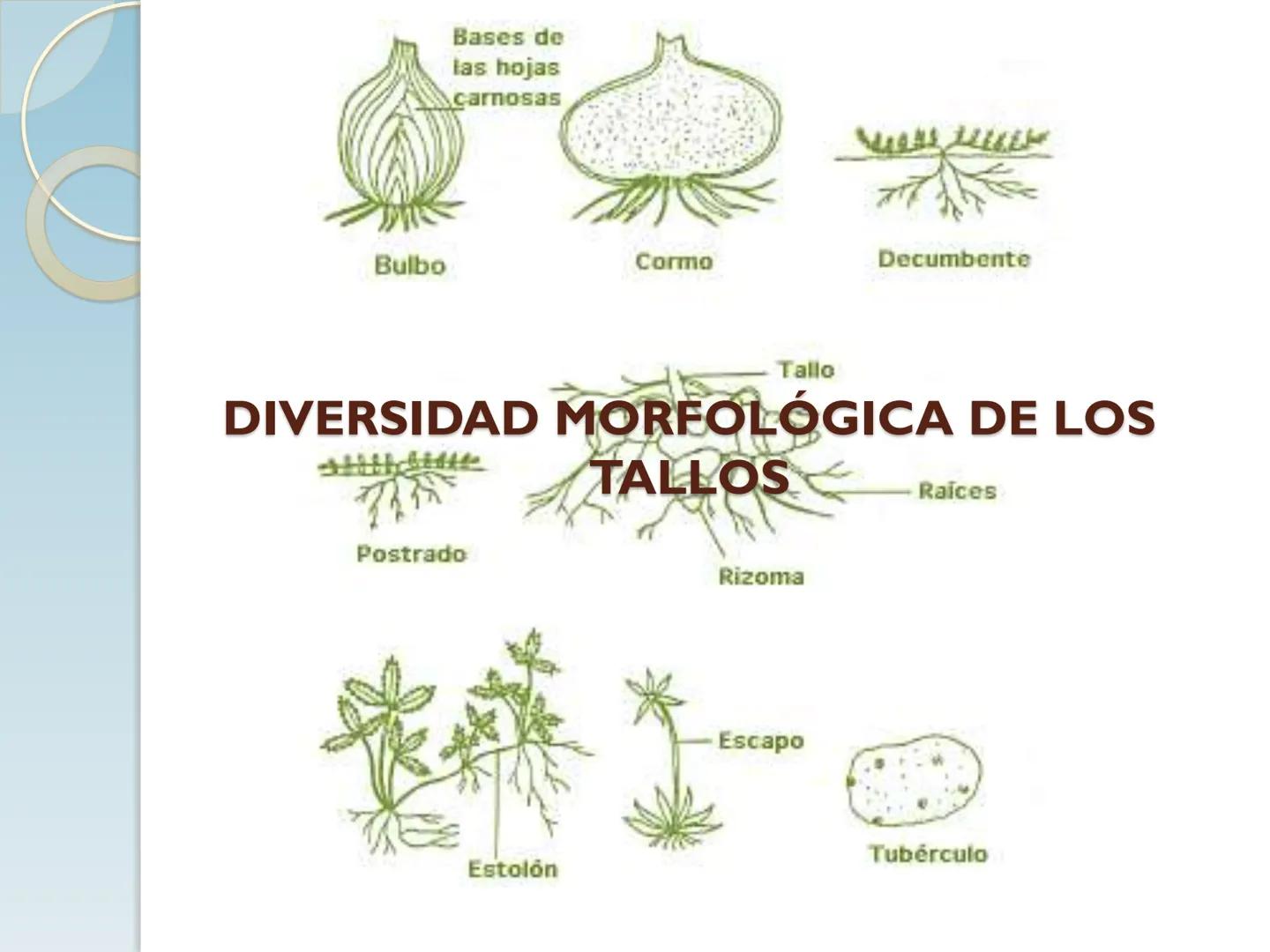 # TALLO # CONTENIDO TEMÁTICO

*   6.3. El Tallo: Conducción y sostén.
*   6.3.1. Concepto, función y estructura.
*   6.3.2. Diversidad: orig