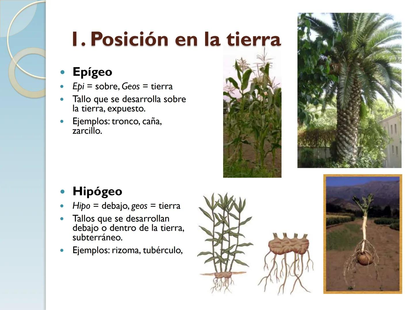 # TALLO # CONTENIDO TEMÁTICO

*   6.3. El Tallo: Conducción y sostén.
*   6.3.1. Concepto, función y estructura.
*   6.3.2. Diversidad: orig