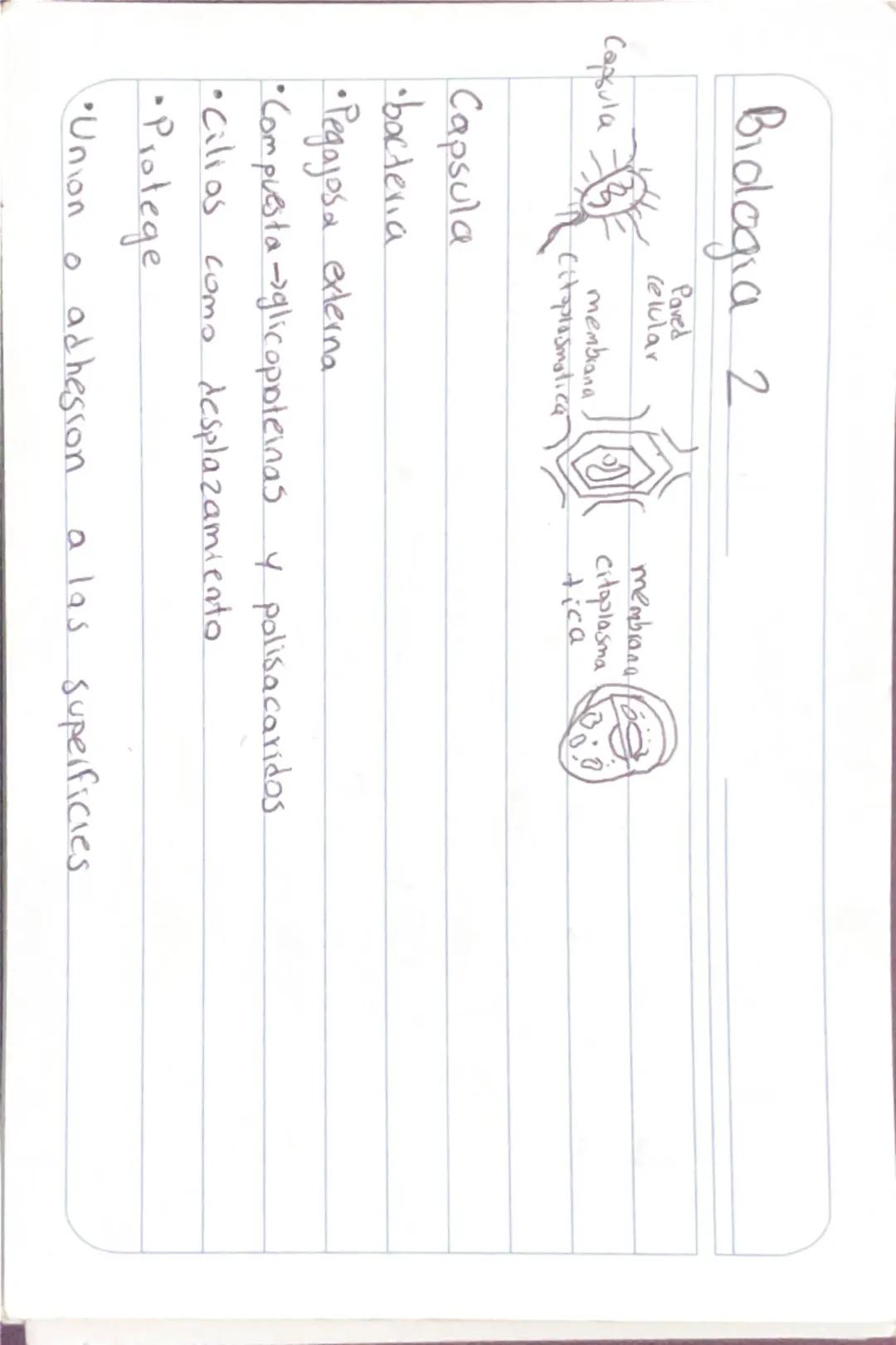 La Membrana Celular: Funciones, Estructura y Más