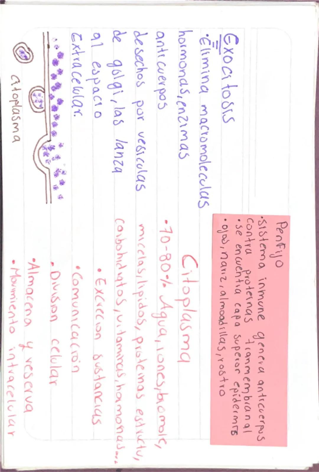 Biologia 2
Capsula
Capsula
bacteria
•Pegajosa externa
•Compuesta -glicoproteinas y polisacaridos
•Cilias como desplazamiento
•Protege
Union 