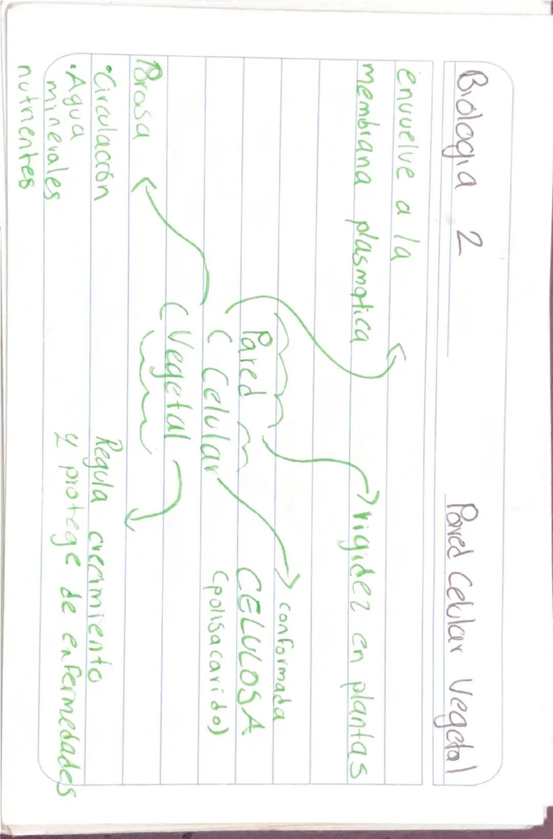Biologia 2
Capsula
Capsula
bacteria
•Pegajosa externa
•Compuesta -glicoproteinas y polisacaridos
•Cilias como desplazamiento
•Protege
Union 