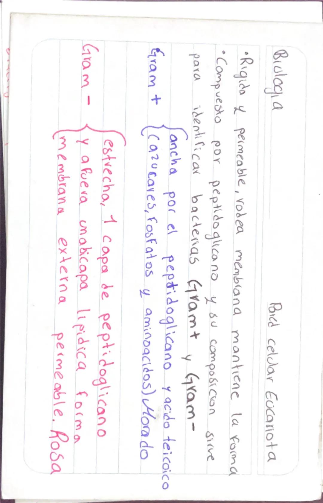 Biologia 2
Capsula
Capsula
bacteria
•Pegajosa externa
•Compuesta -glicoproteinas y polisacaridos
•Cilias como desplazamiento
•Protege
Union 