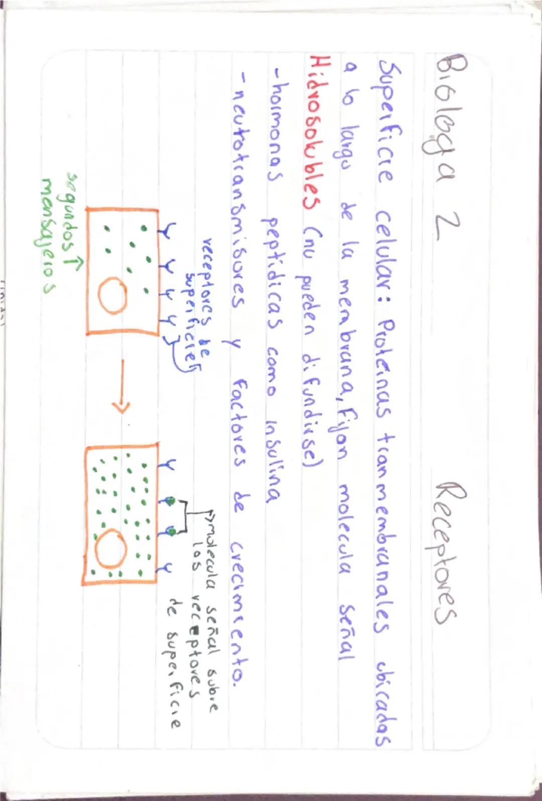 Biologia 2
Capsula
Capsula
bacteria
•Pegajosa externa
•Compuesta -glicoproteinas y polisacaridos
•Cilias como desplazamiento
•Protege
Union 