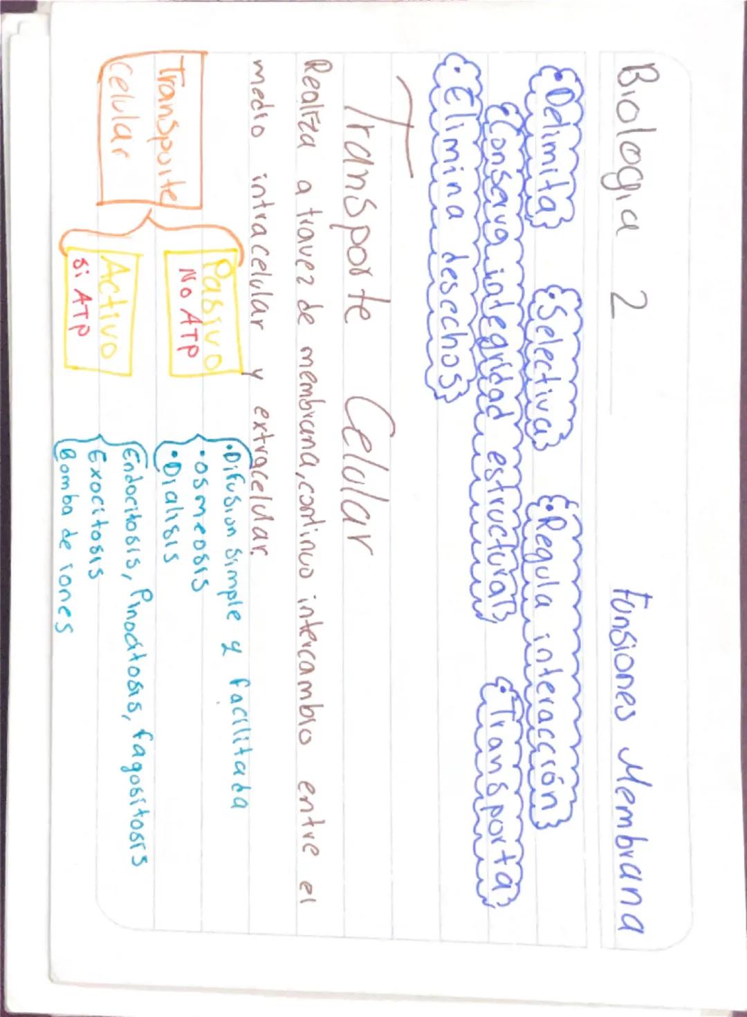 Biologia 2
Capsula
Capsula
bacteria
•Pegajosa externa
•Compuesta -glicoproteinas y polisacaridos
•Cilias como desplazamiento
•Protege
Union 