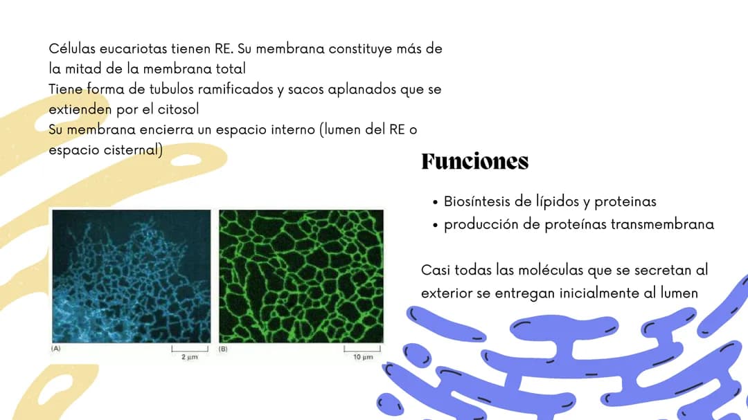 biología celular