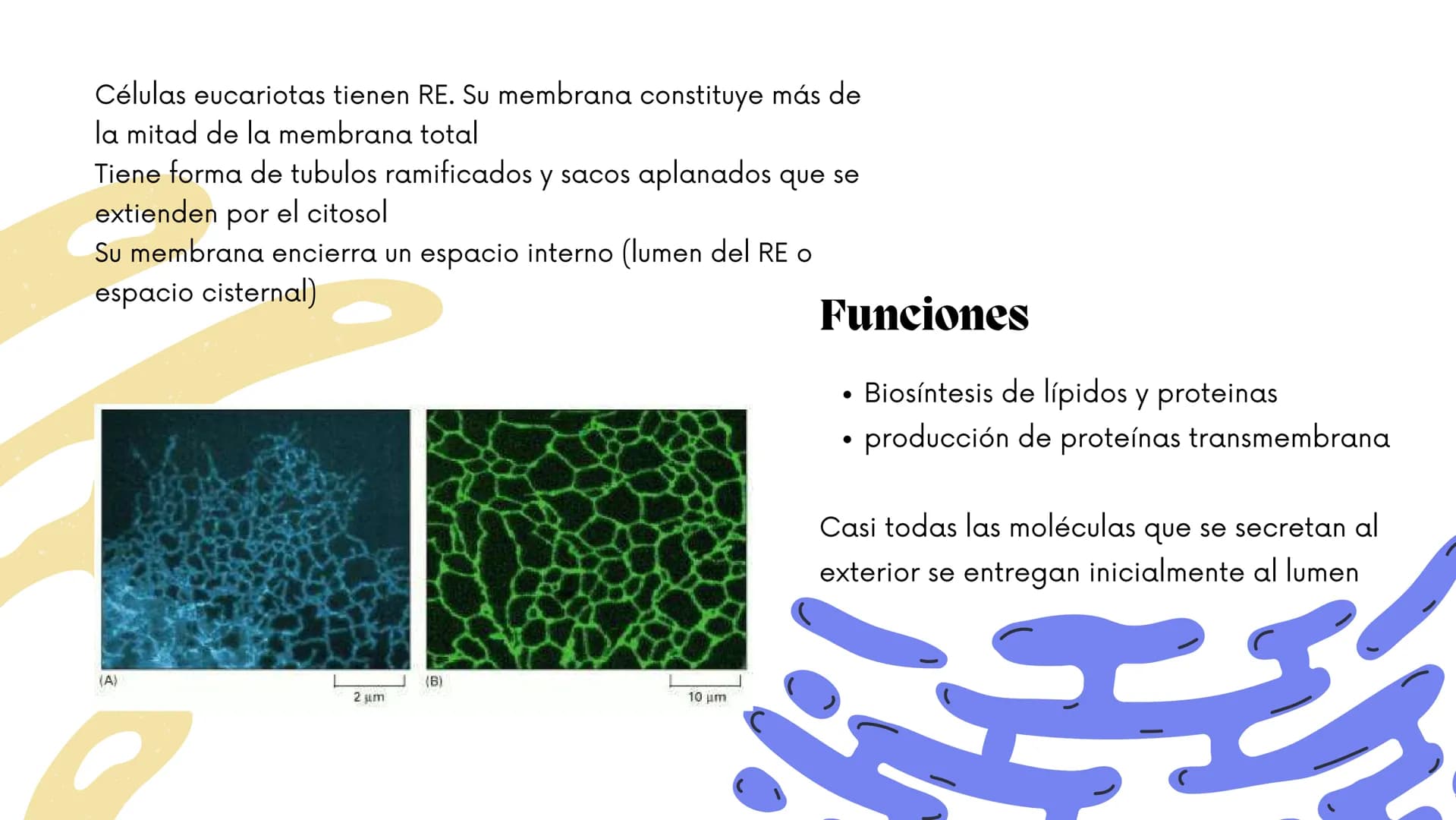 Células eucariotas tienen RE. Su membrana constituye más de
la mitad de la membrana total
Tiene forma de tubulos ramificados y sacos aplanad