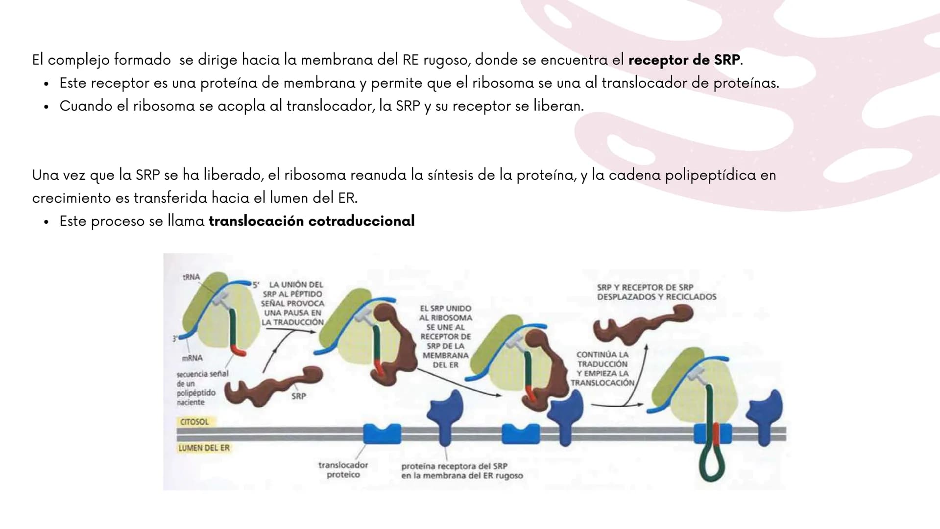 Células eucariotas tienen RE. Su membrana constituye más de
la mitad de la membrana total
Tiene forma de tubulos ramificados y sacos aplanad