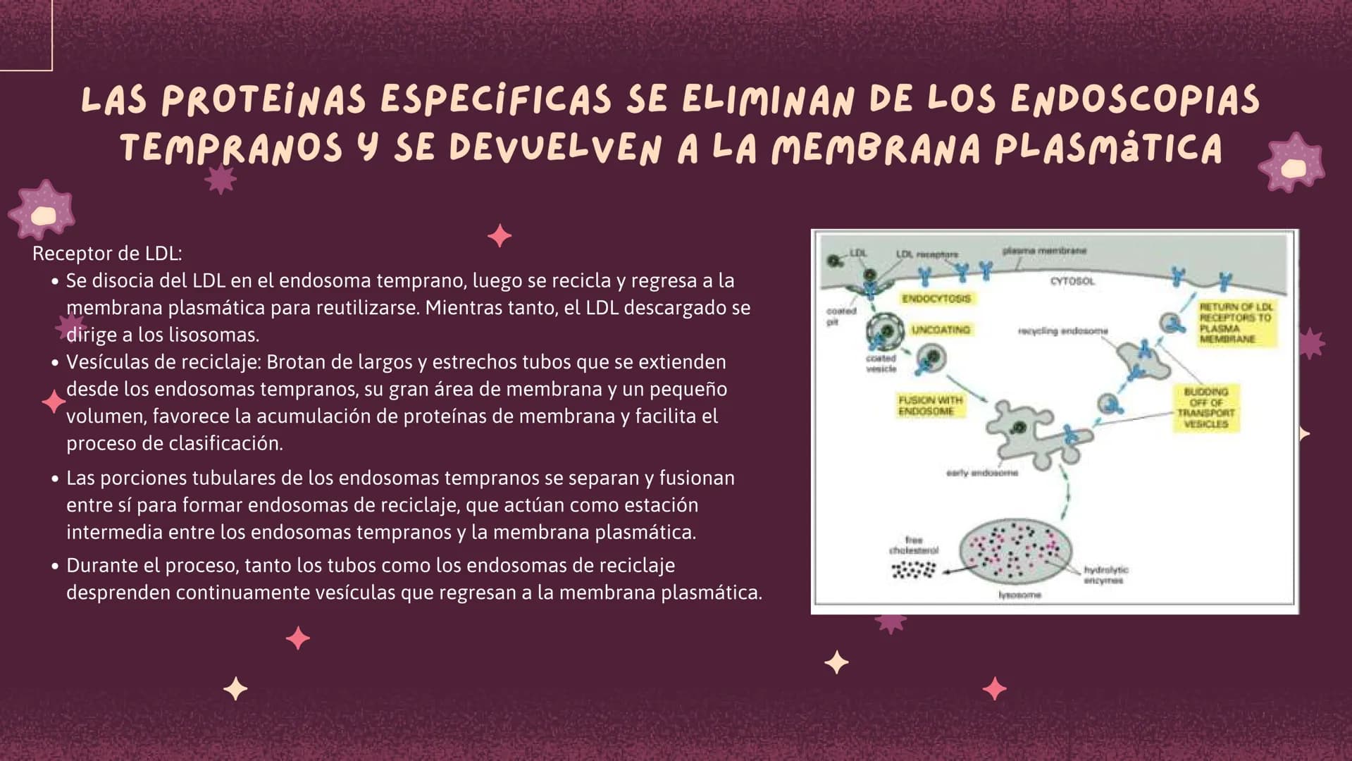 Células eucariotas tienen RE. Su membrana constituye más de
la mitad de la membrana total
Tiene forma de tubulos ramificados y sacos aplanad