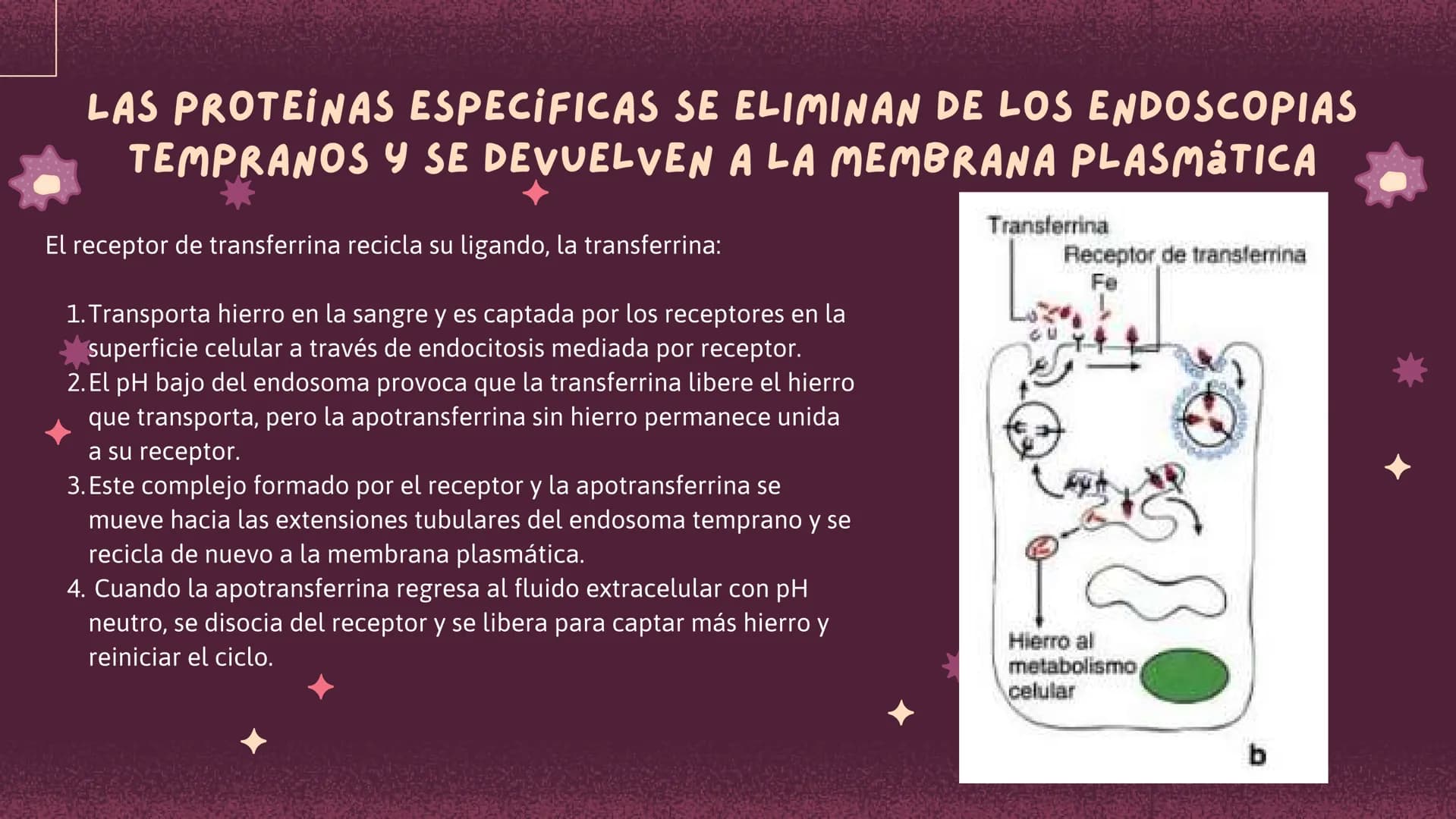 Células eucariotas tienen RE. Su membrana constituye más de
la mitad de la membrana total
Tiene forma de tubulos ramificados y sacos aplanad