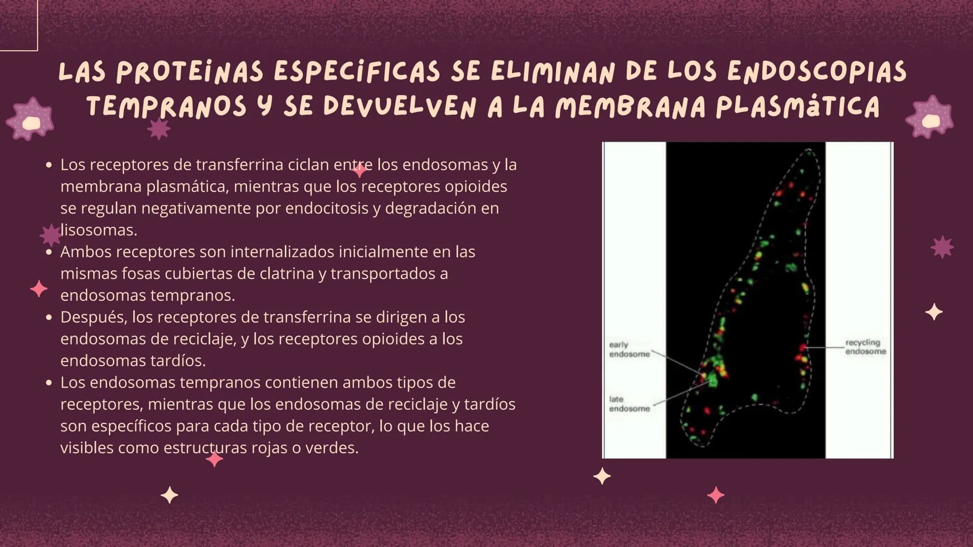 Células eucariotas tienen RE. Su membrana constituye más de
la mitad de la membrana total
Tiene forma de tubulos ramificados y sacos aplanad