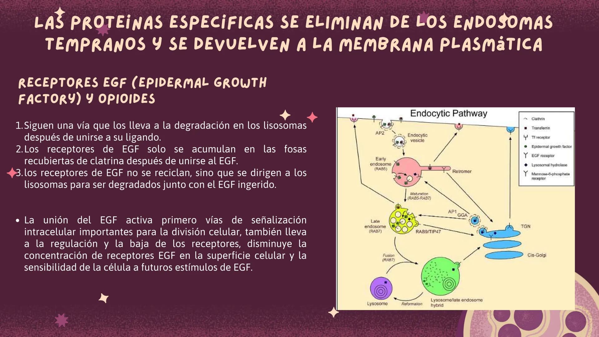 Células eucariotas tienen RE. Su membrana constituye más de
la mitad de la membrana total
Tiene forma de tubulos ramificados y sacos aplanad