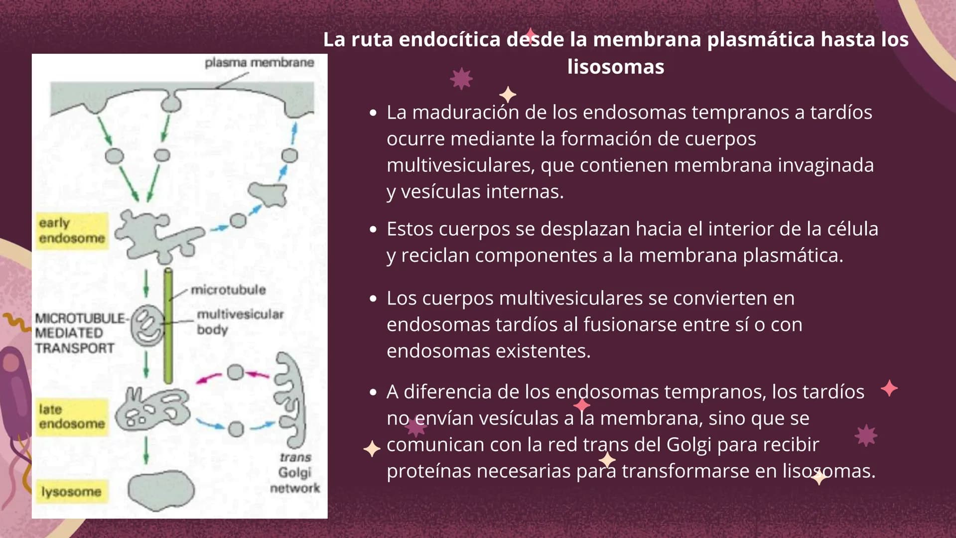 Células eucariotas tienen RE. Su membrana constituye más de
la mitad de la membrana total
Tiene forma de tubulos ramificados y sacos aplanad