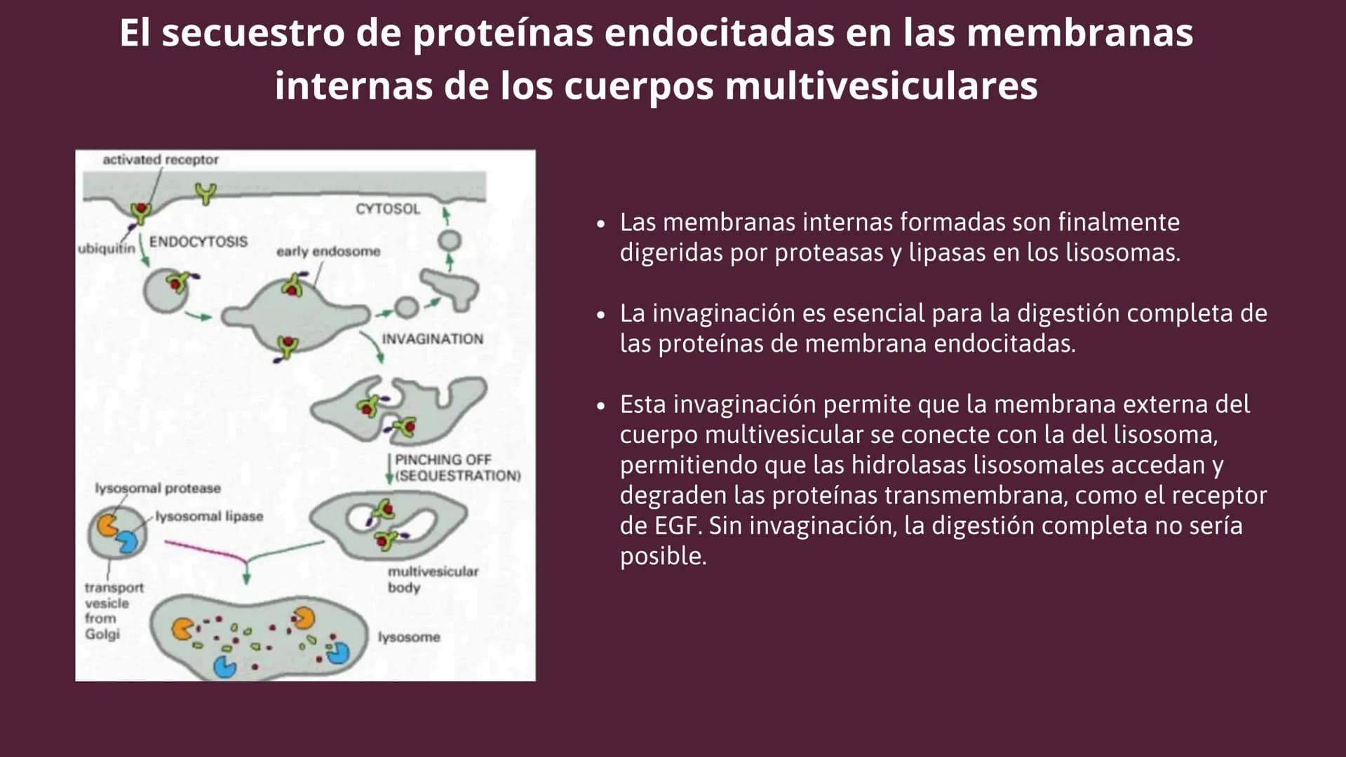 Células eucariotas tienen RE. Su membrana constituye más de
la mitad de la membrana total
Tiene forma de tubulos ramificados y sacos aplanad