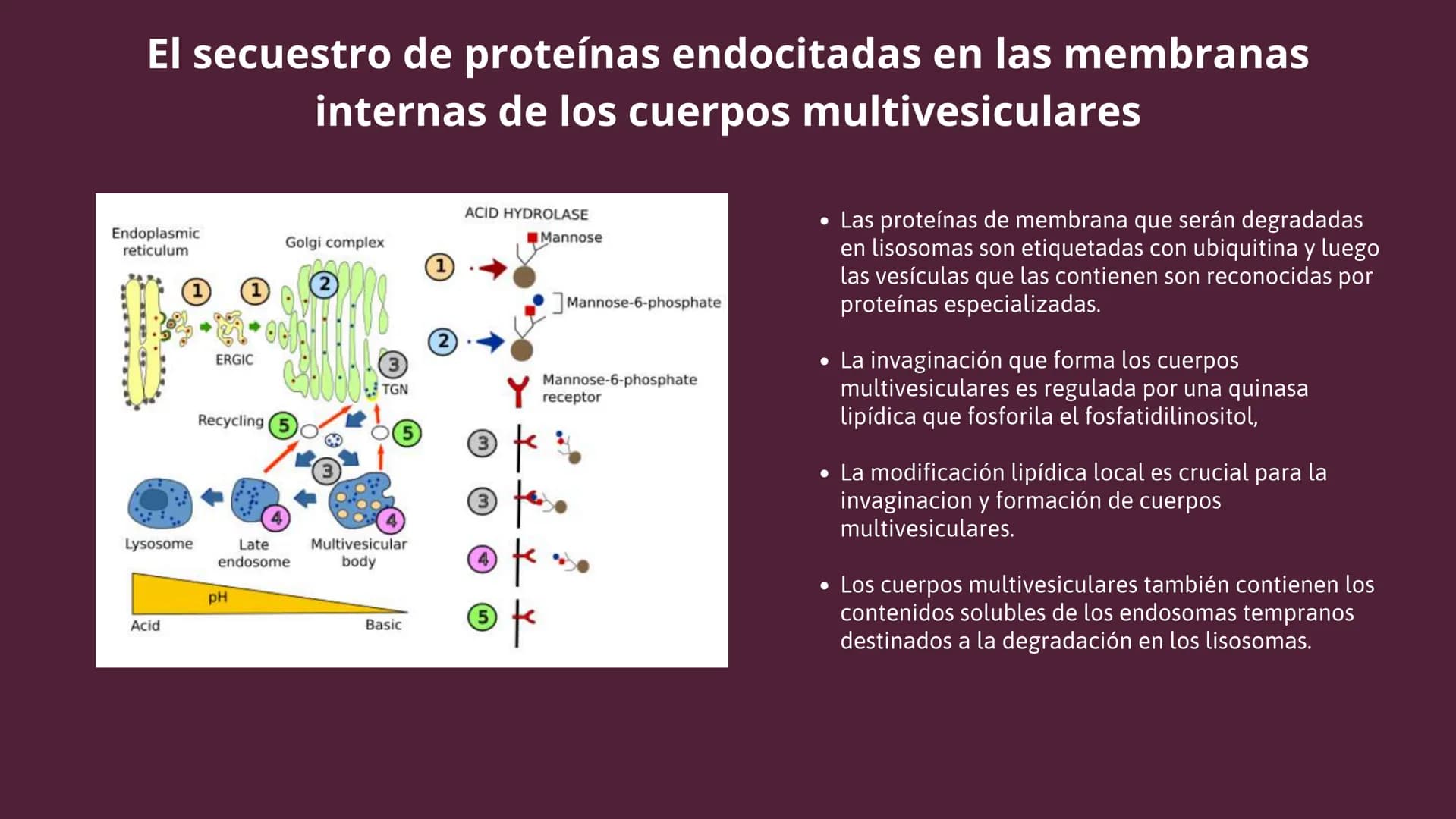 Células eucariotas tienen RE. Su membrana constituye más de
la mitad de la membrana total
Tiene forma de tubulos ramificados y sacos aplanad