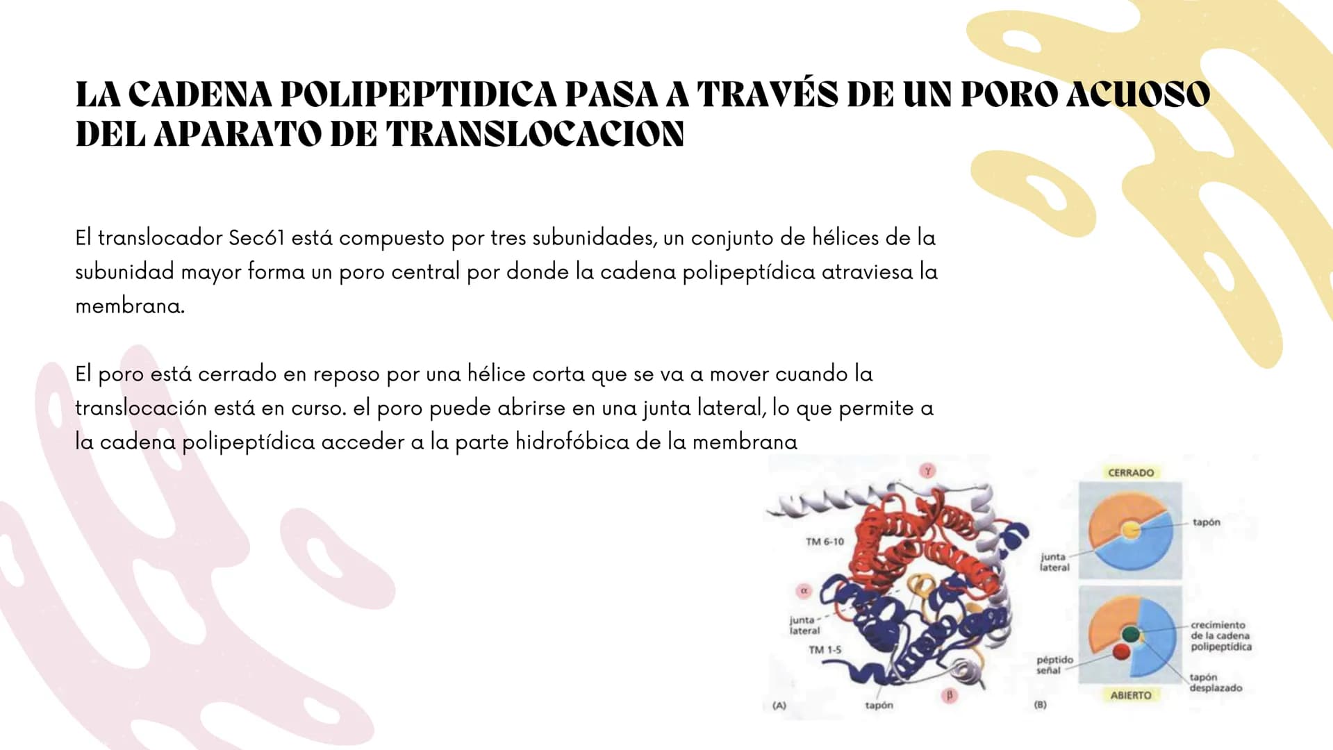 Células eucariotas tienen RE. Su membrana constituye más de
la mitad de la membrana total
Tiene forma de tubulos ramificados y sacos aplanad