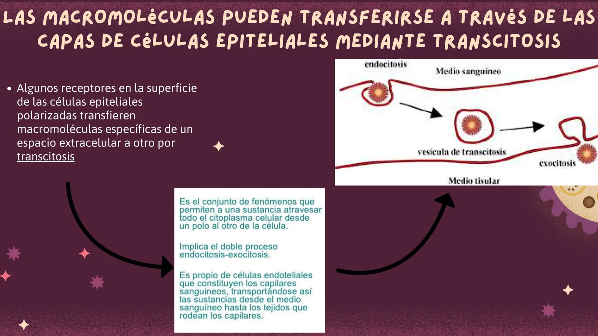 Células eucariotas tienen RE. Su membrana constituye más de
la mitad de la membrana total
Tiene forma de tubulos ramificados y sacos aplanad