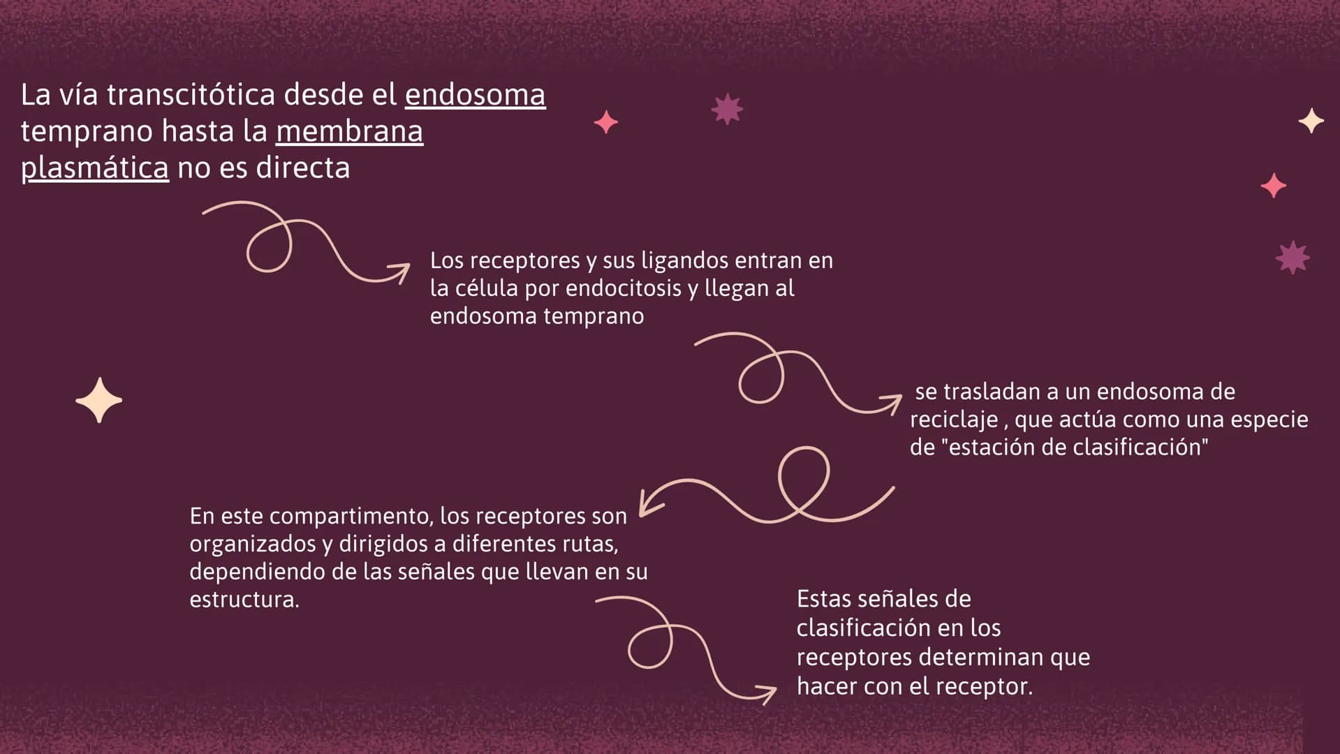 Células eucariotas tienen RE. Su membrana constituye más de
la mitad de la membrana total
Tiene forma de tubulos ramificados y sacos aplanad