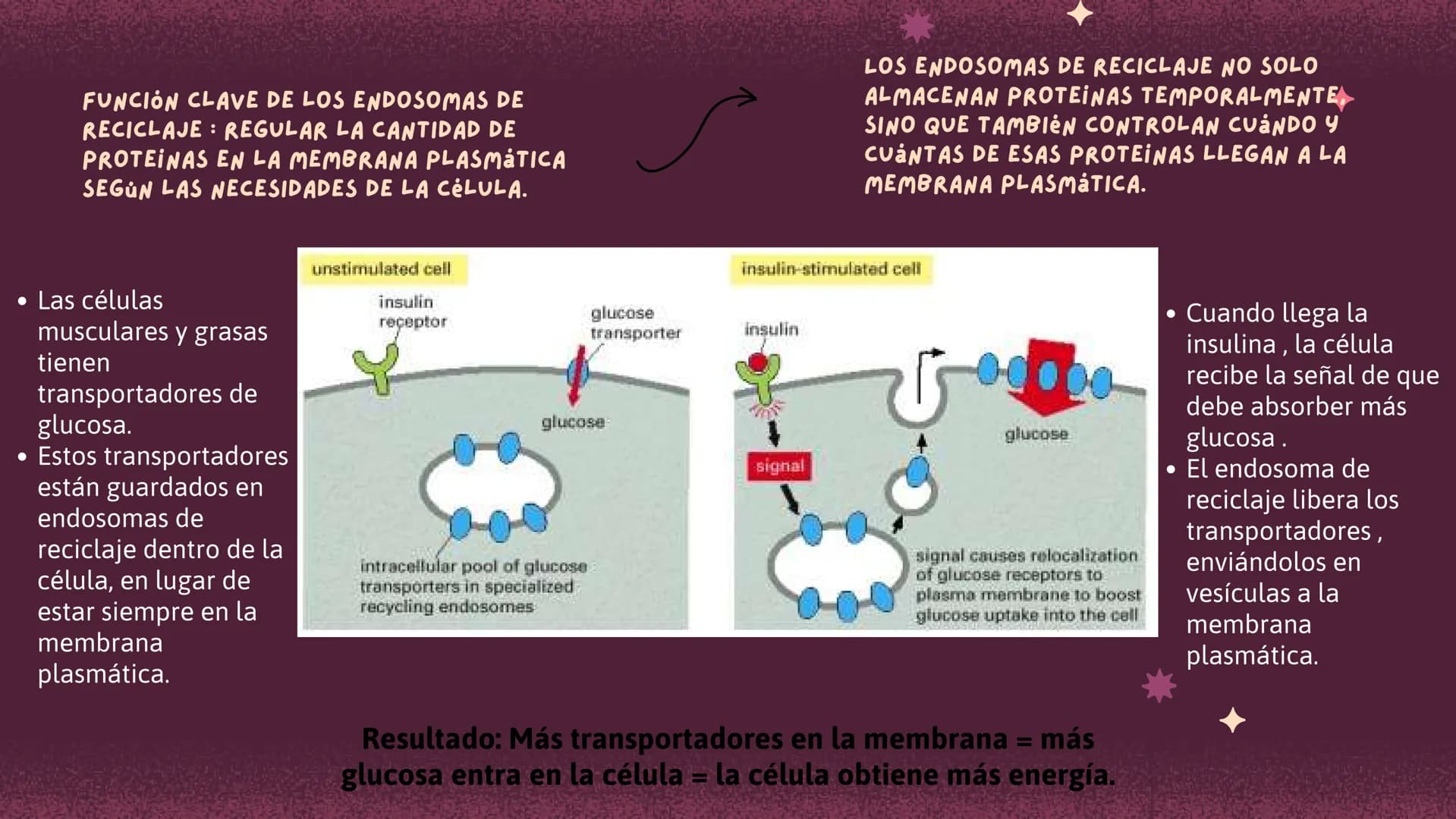 Células eucariotas tienen RE. Su membrana constituye más de
la mitad de la membrana total
Tiene forma de tubulos ramificados y sacos aplanad