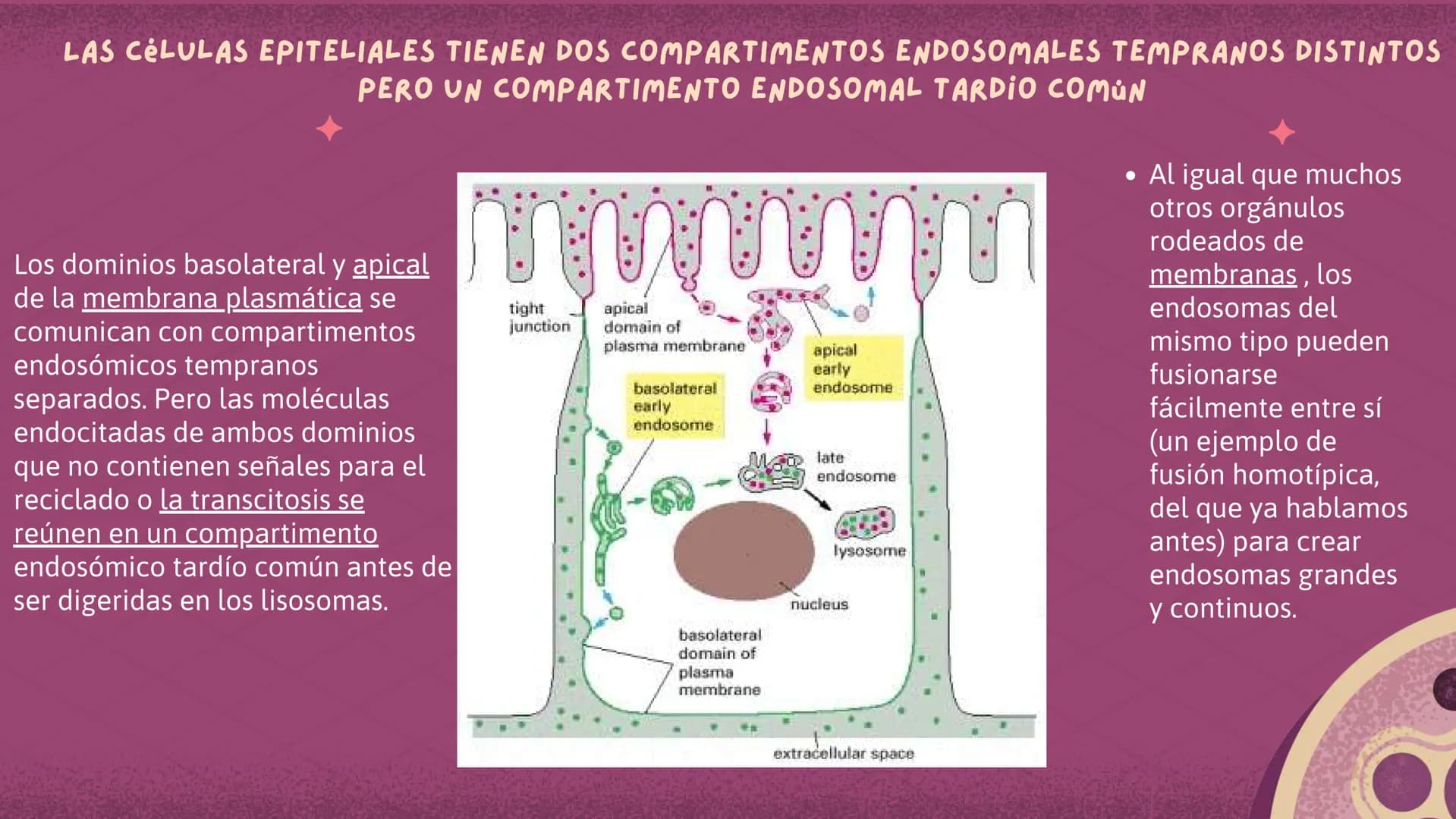 Células eucariotas tienen RE. Su membrana constituye más de
la mitad de la membrana total
Tiene forma de tubulos ramificados y sacos aplanad